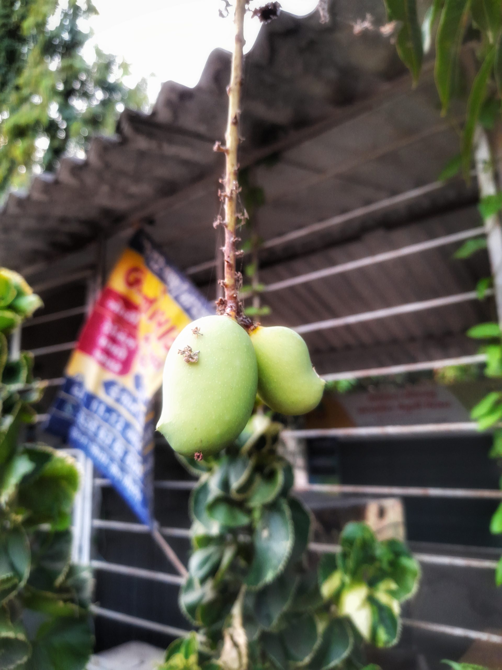 Hanging green mangoes