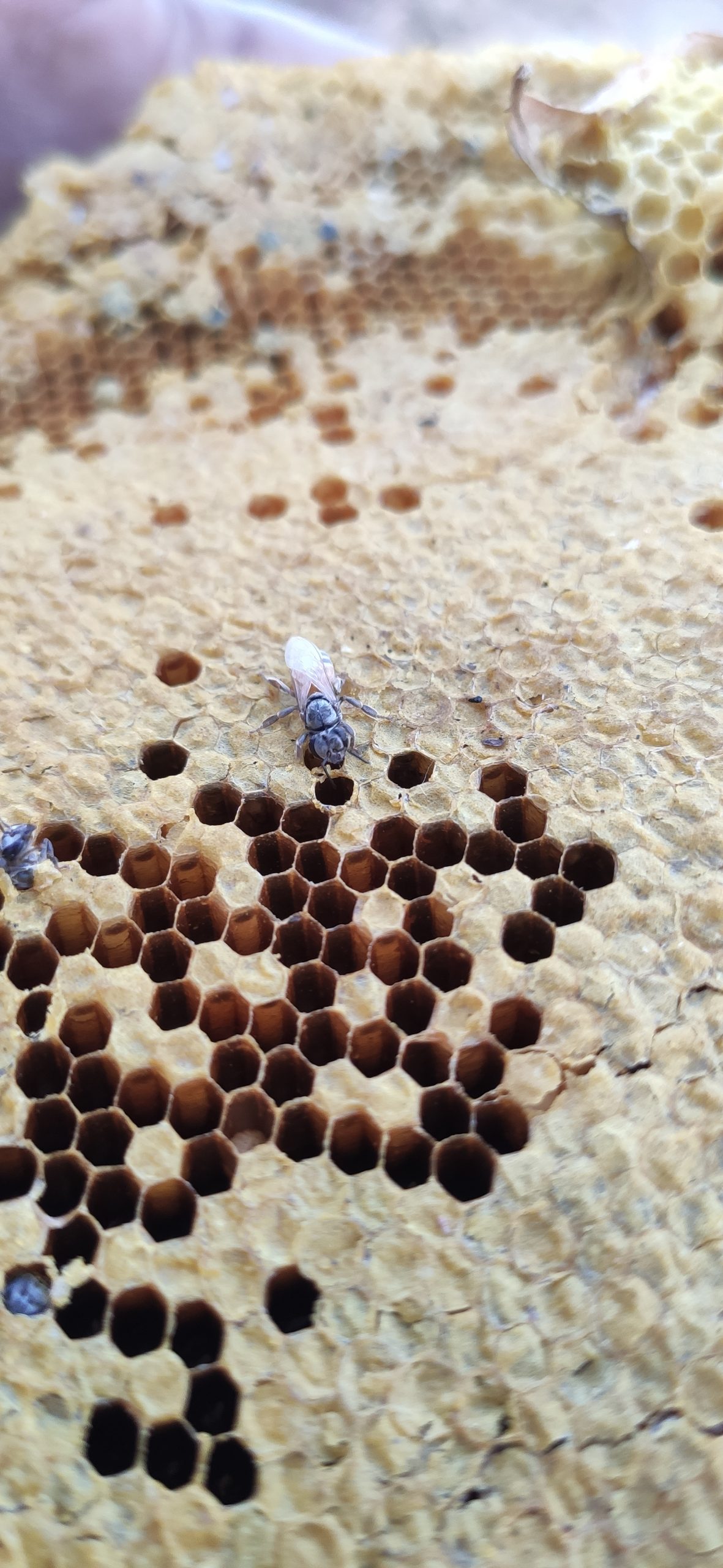 Honey bees on their comb