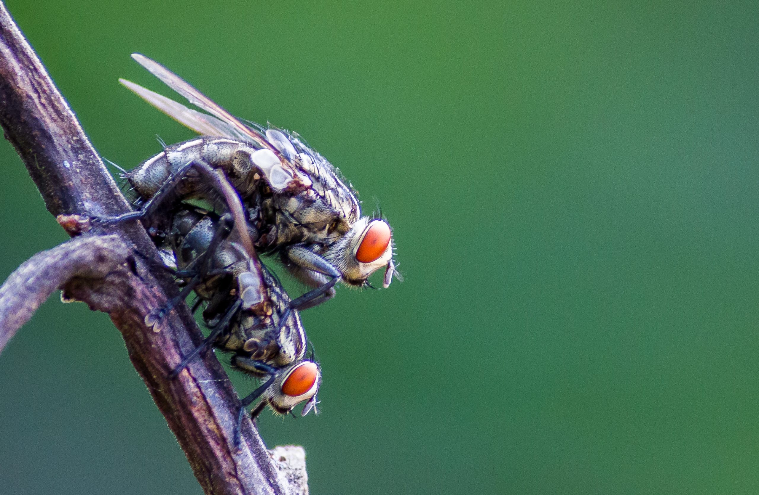 House flies Sitting on the Twig