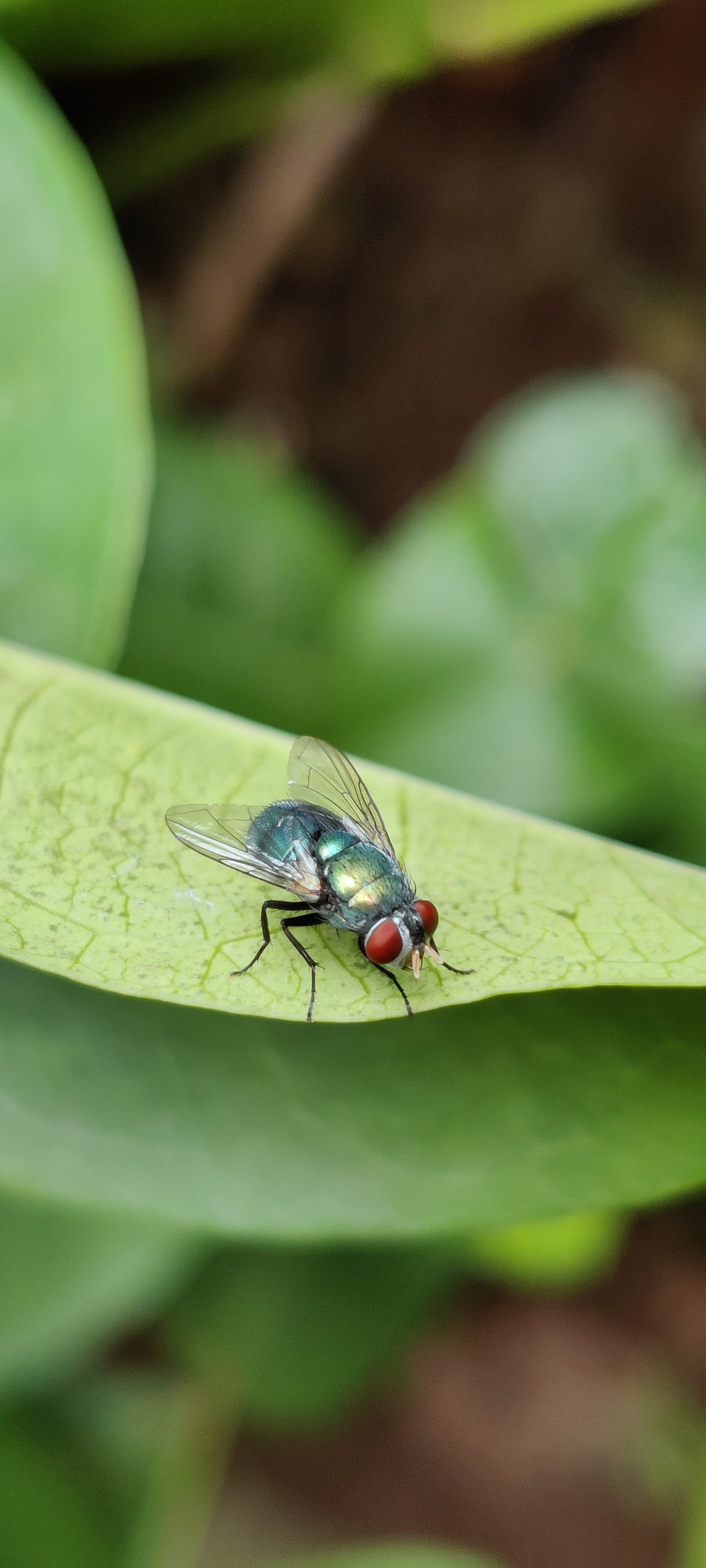 Housefly on the green leaf