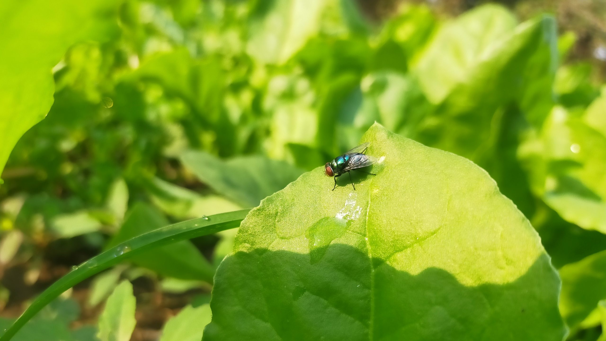 Housefly on the plant leaf