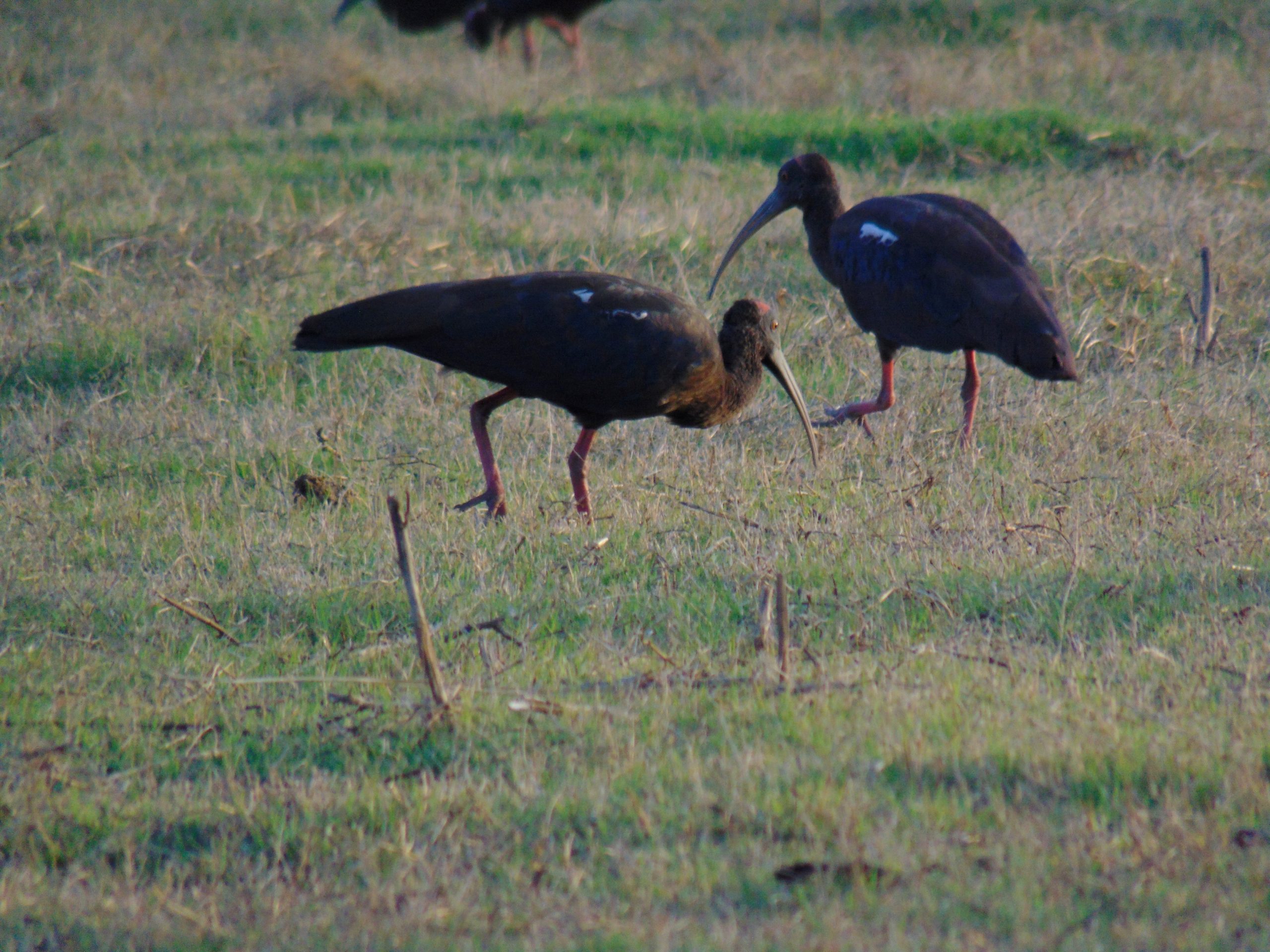 Ibis birds on grass land