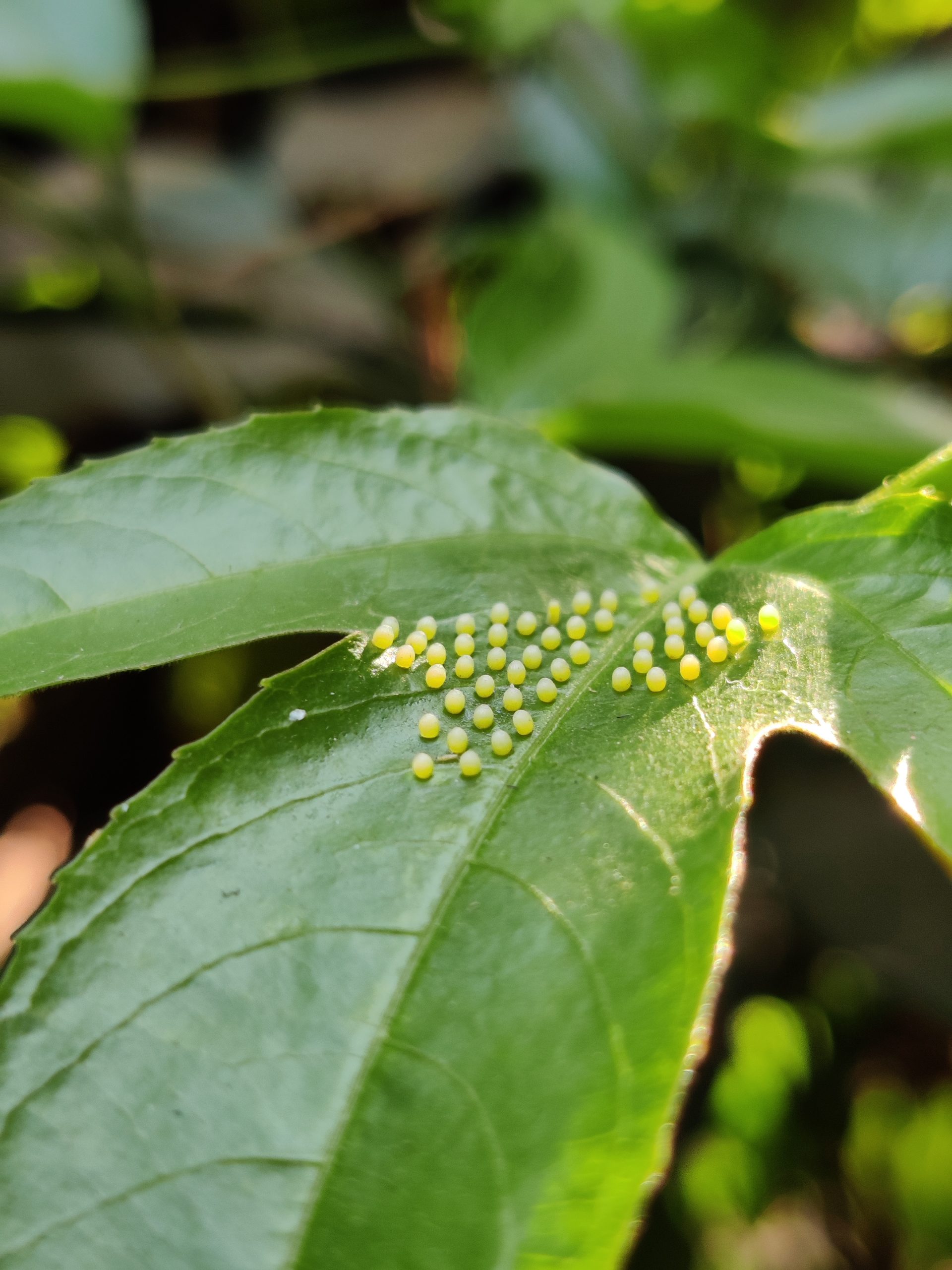 Insect eggs on plant leaf