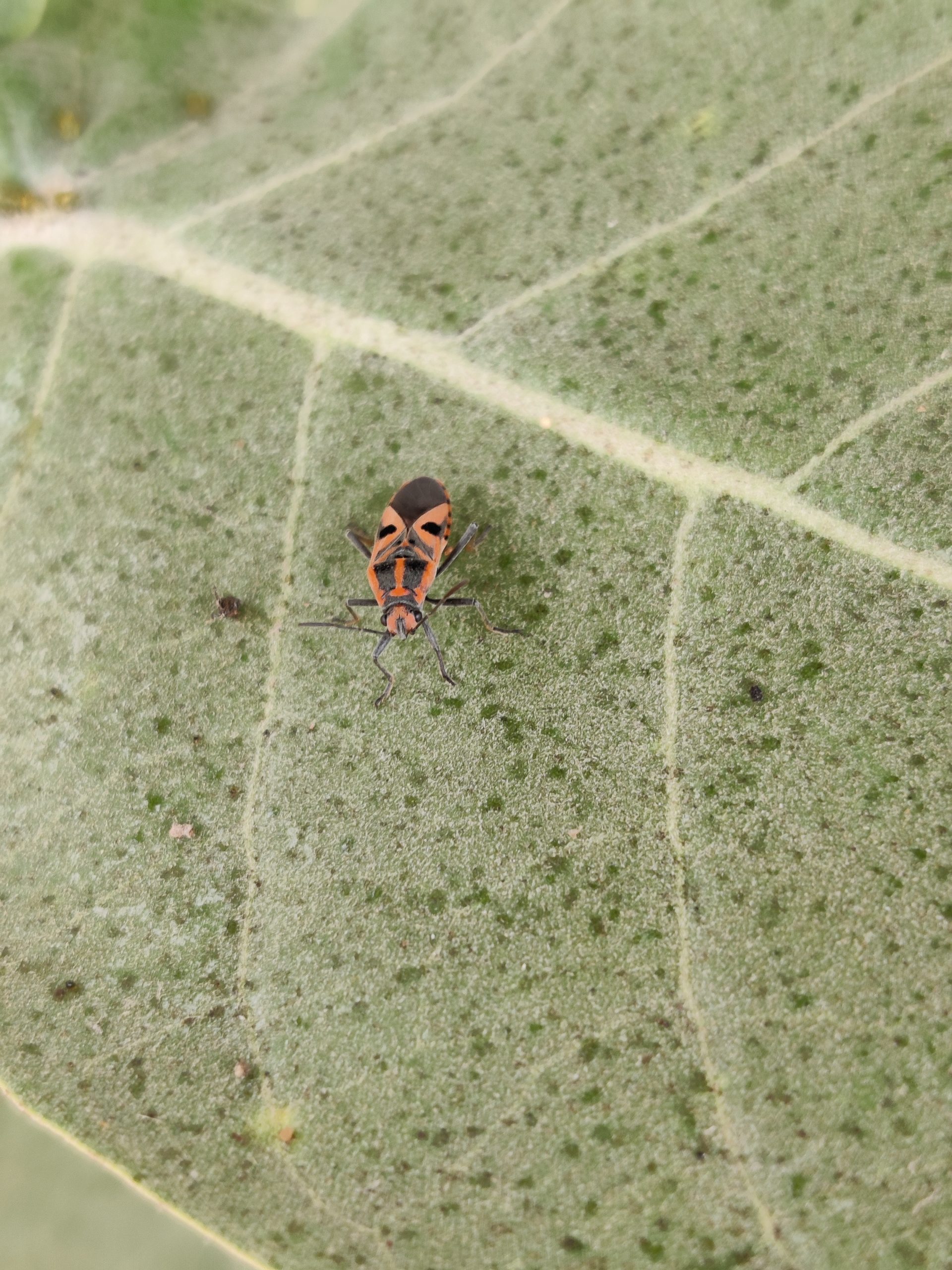 Insect on a Leaf