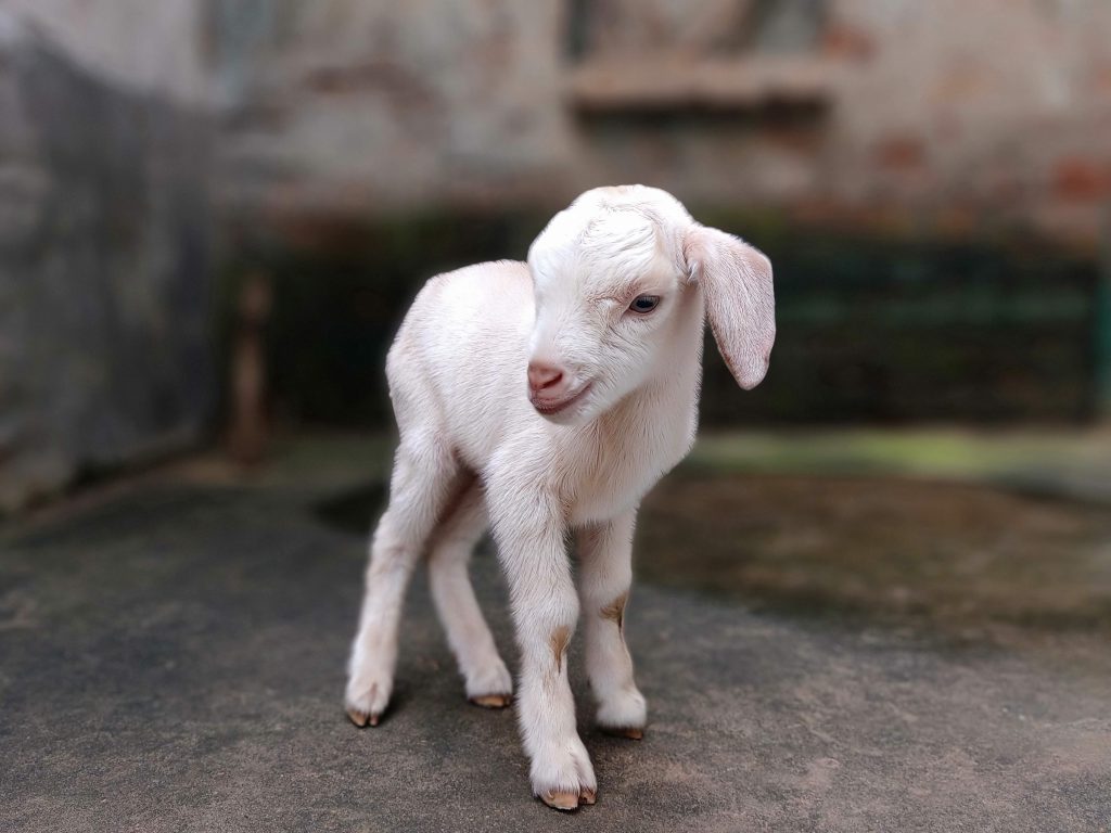 Kid of a goat PixaHive