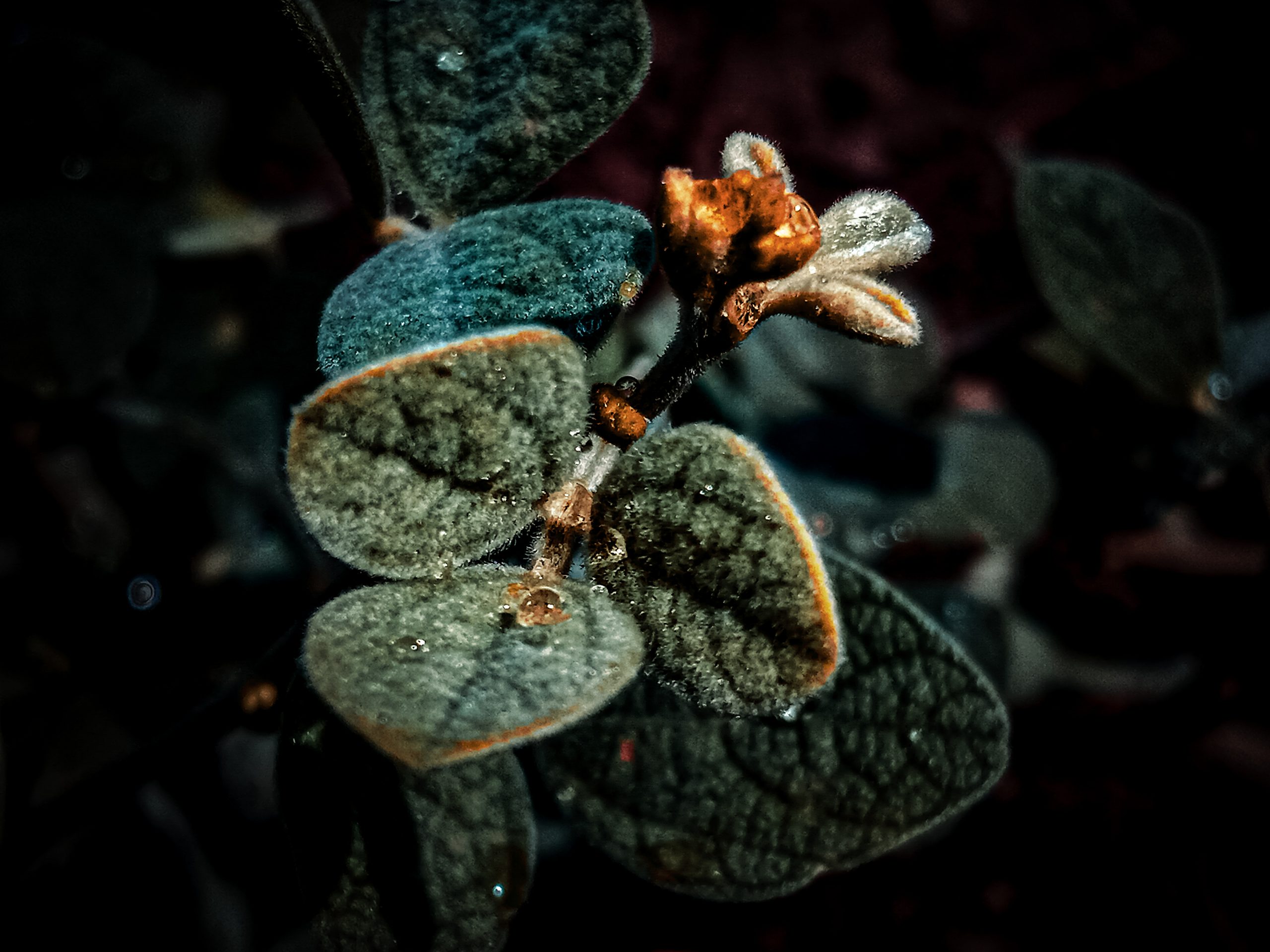 Leaves of a plant