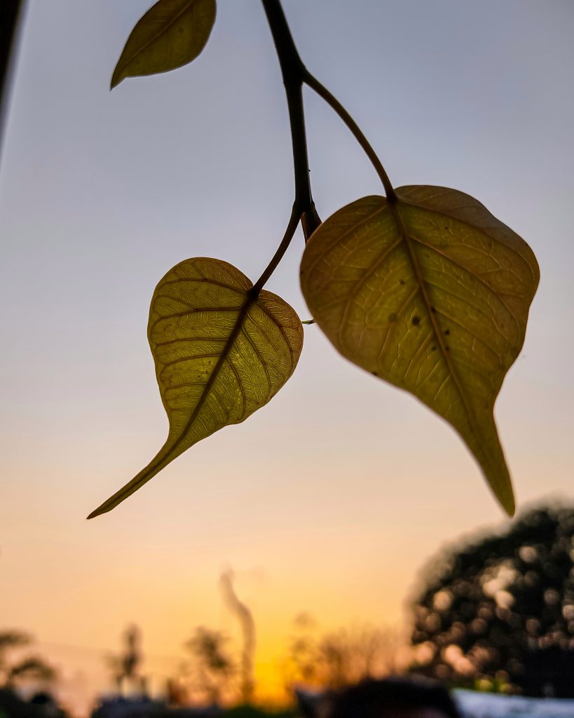 Leaf In Sunset Pixahive