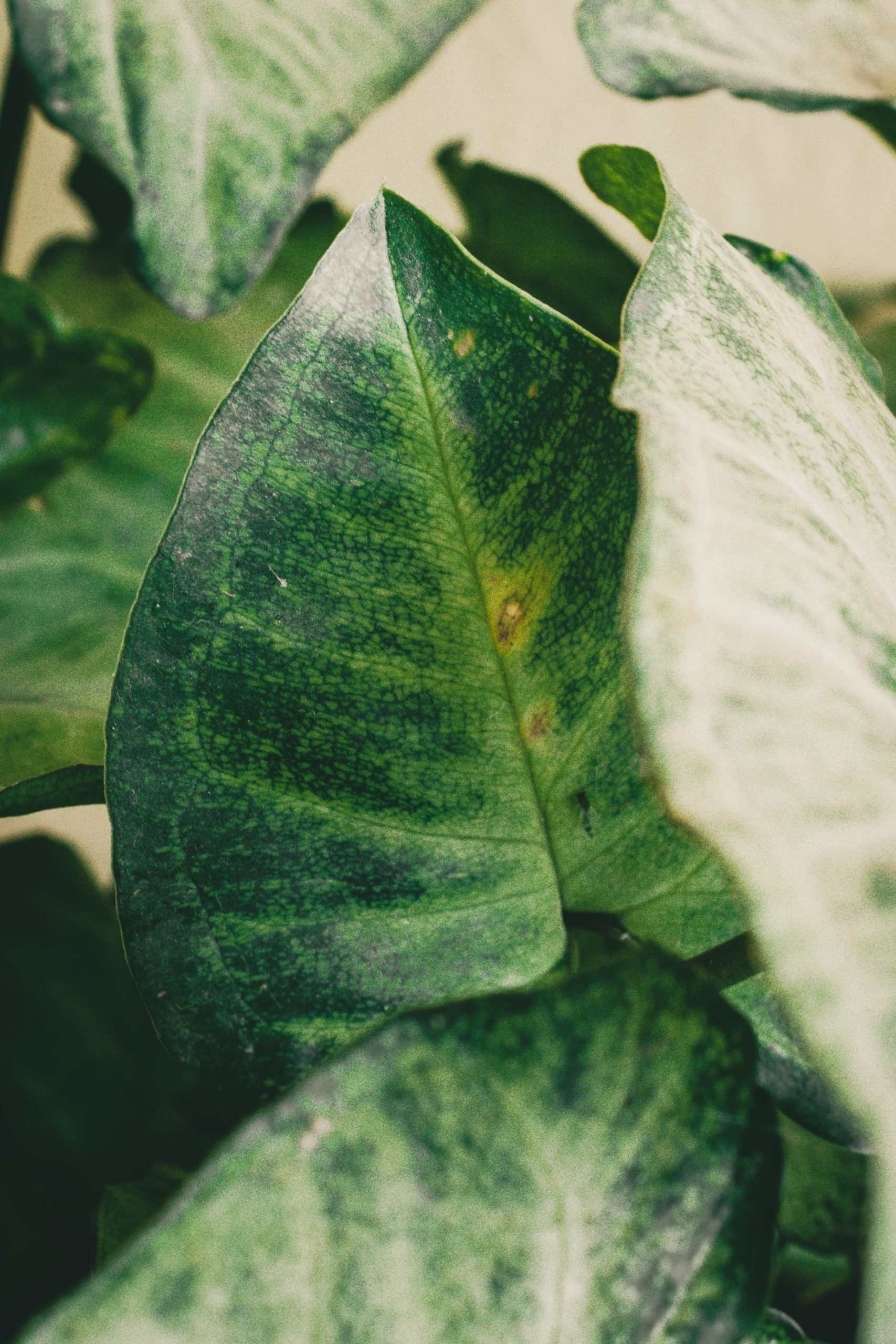 Leaves of a plant