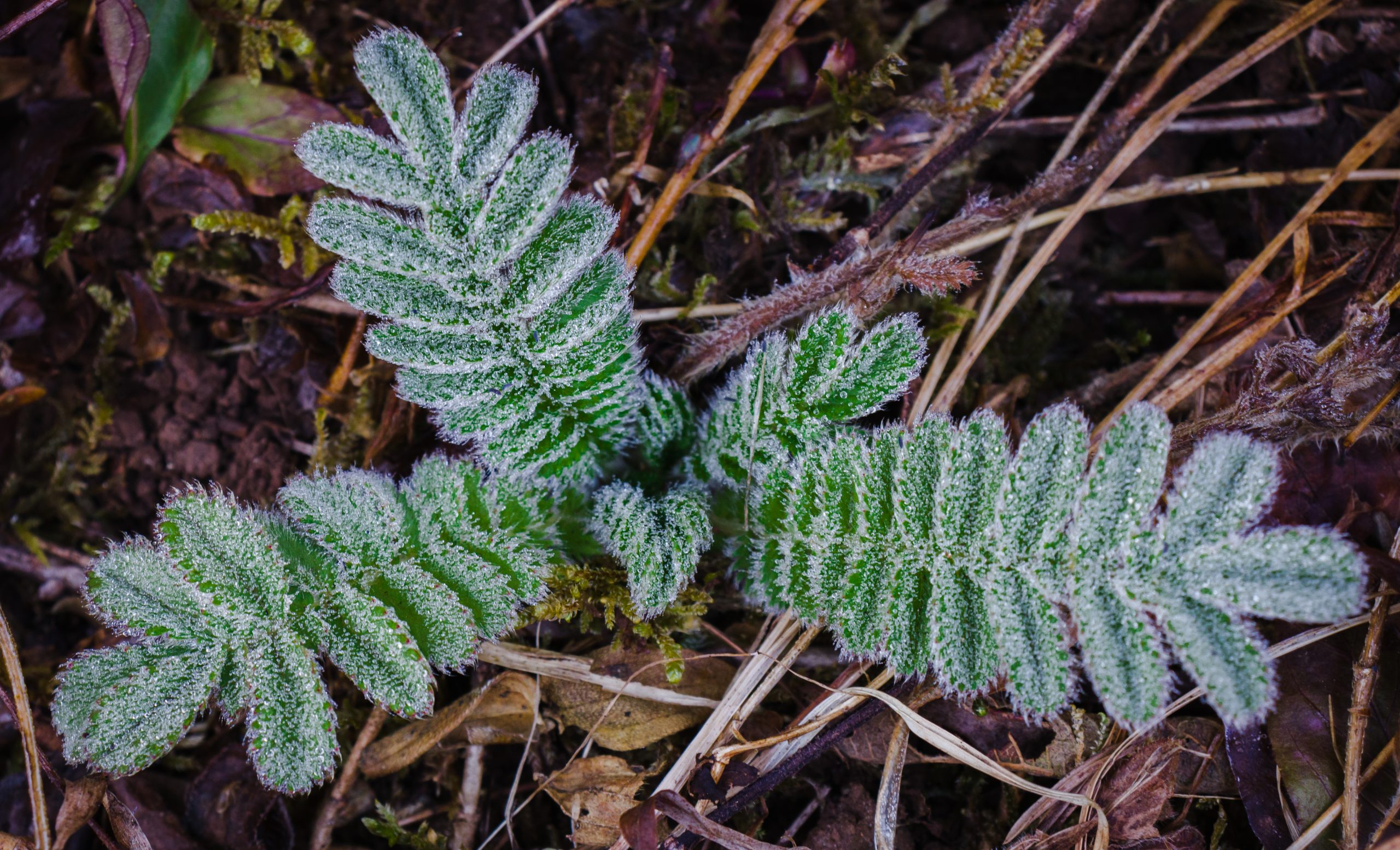 Leaves of a plant