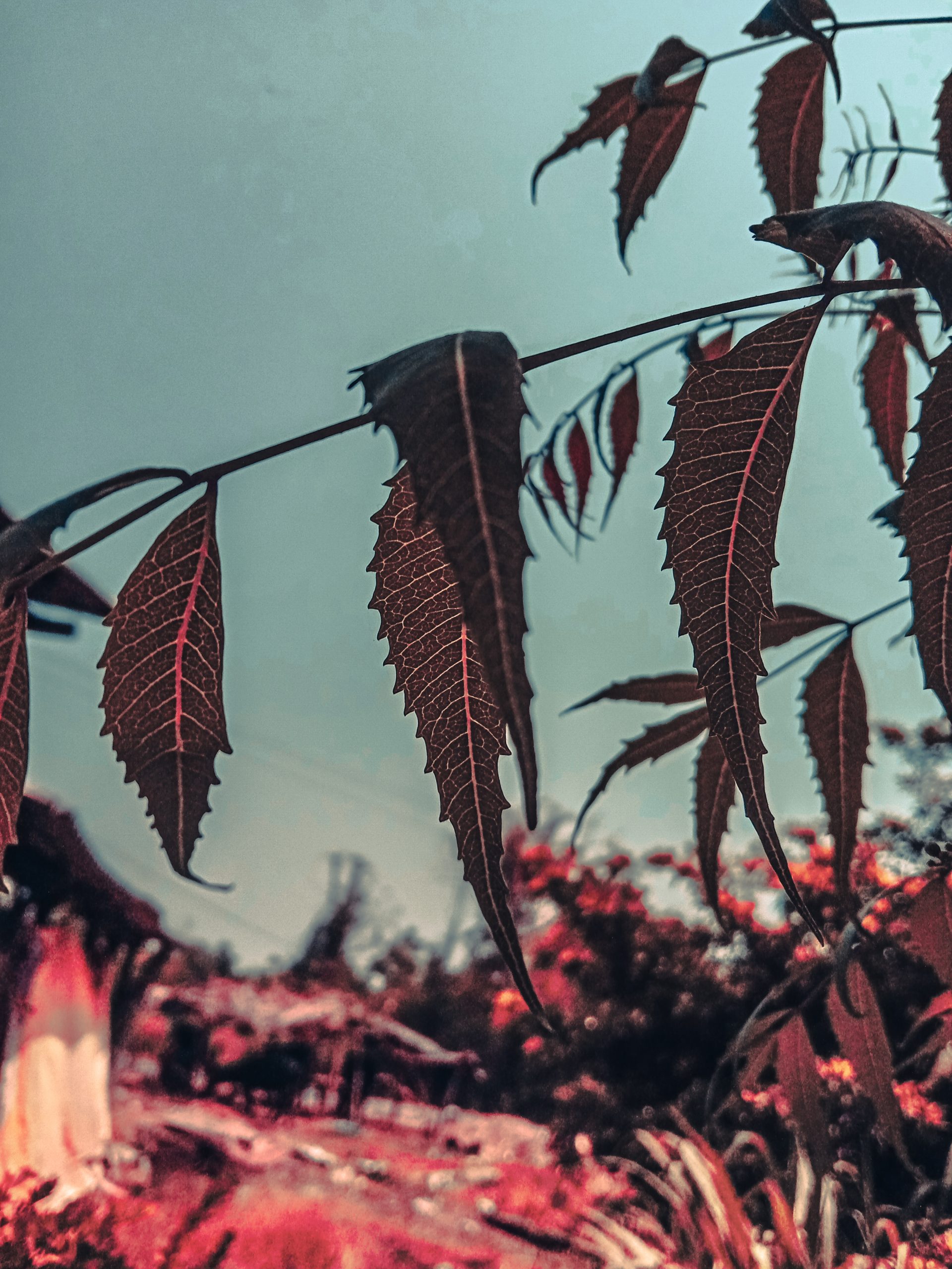 Leaves of a plant