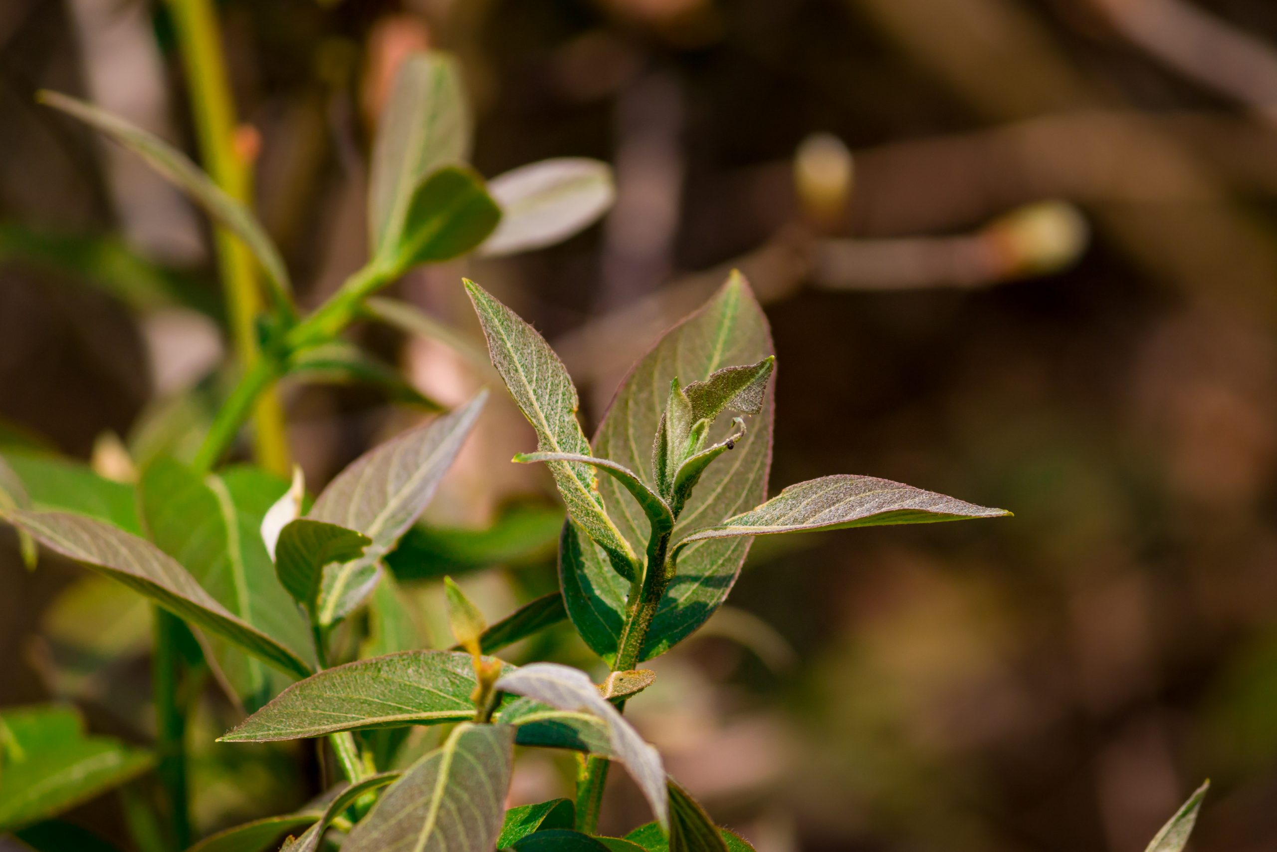 Leaves of a plant