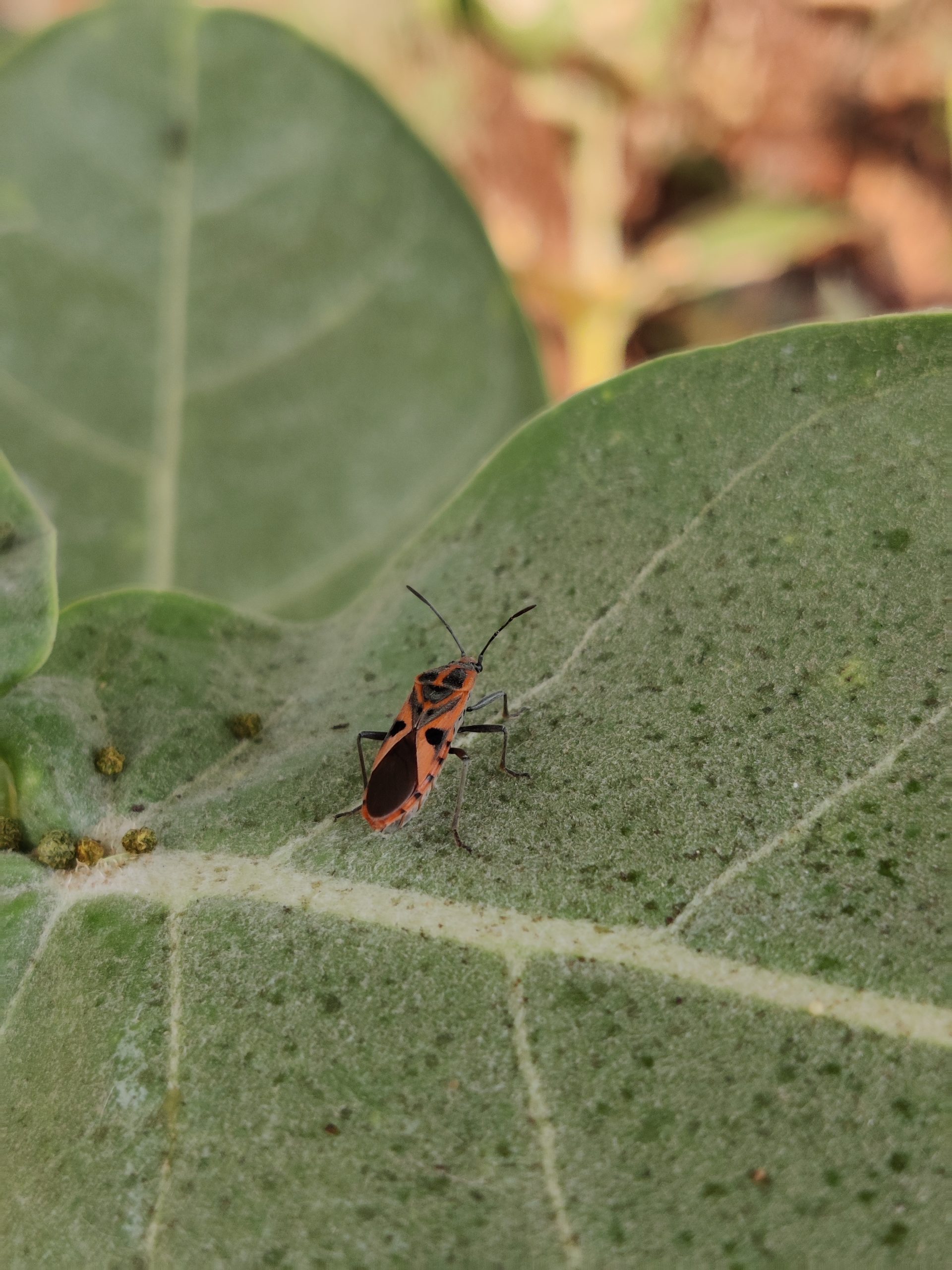 Lygaeus equestris insect on a leaf