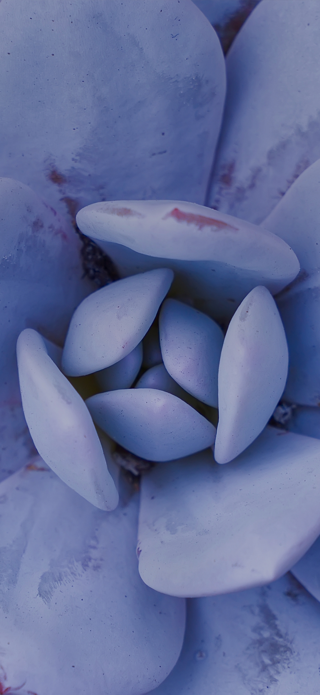 Macro view of flower petals