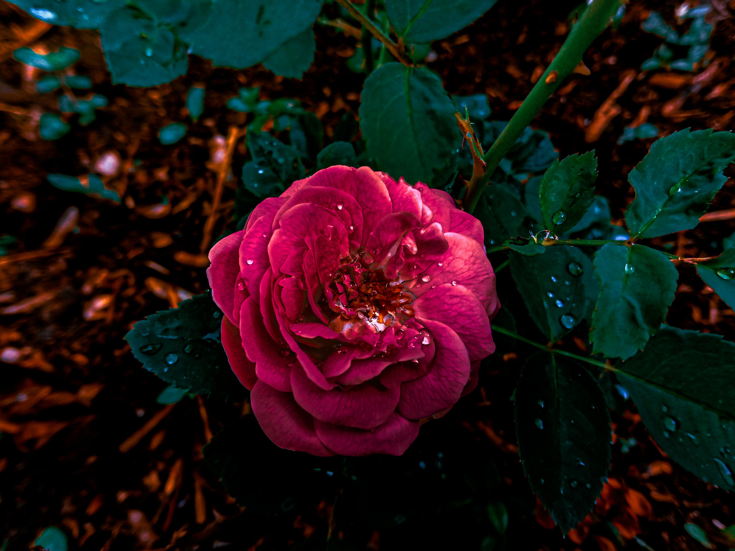 Moisture on a red rose