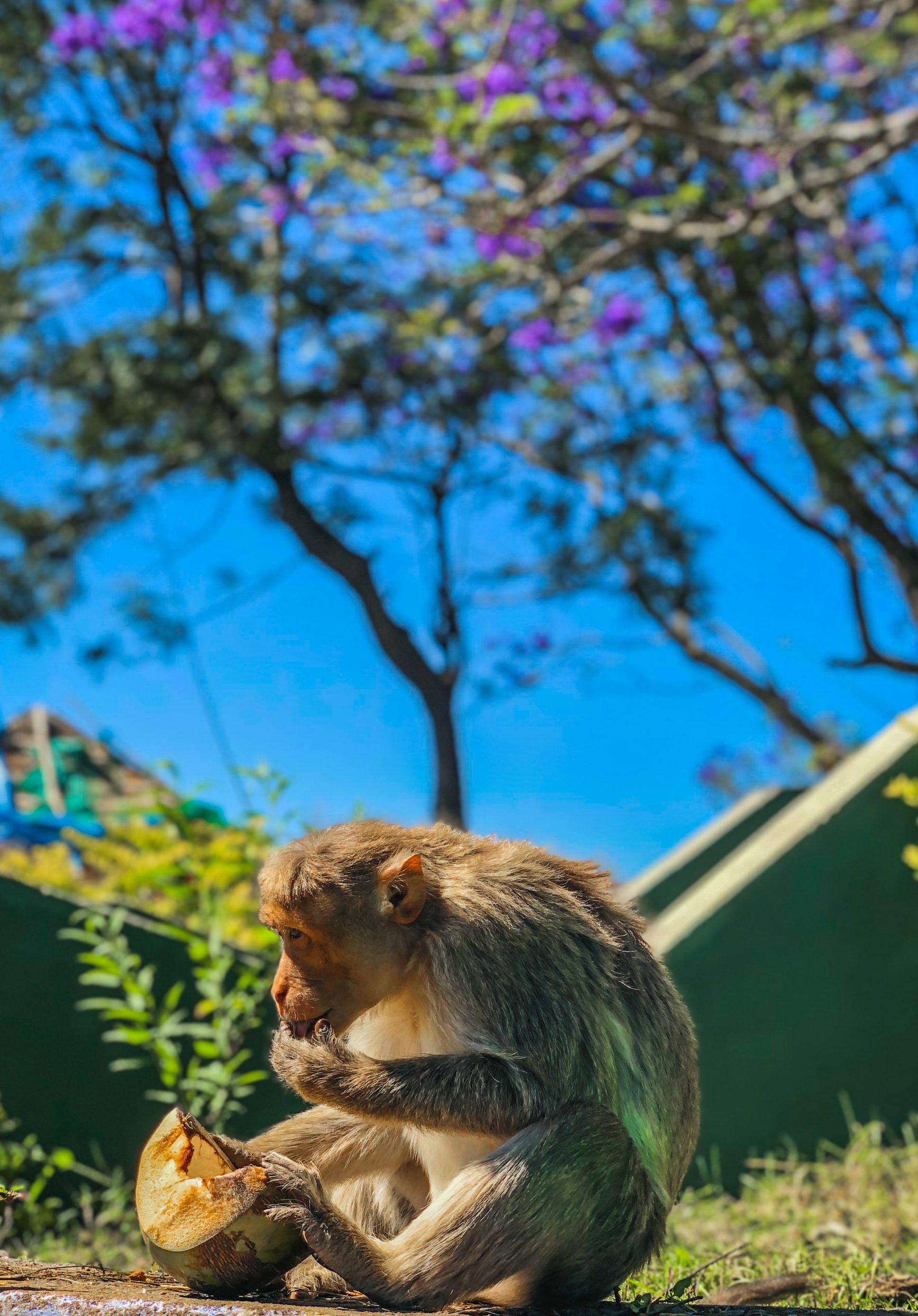 Monkey eating coconut