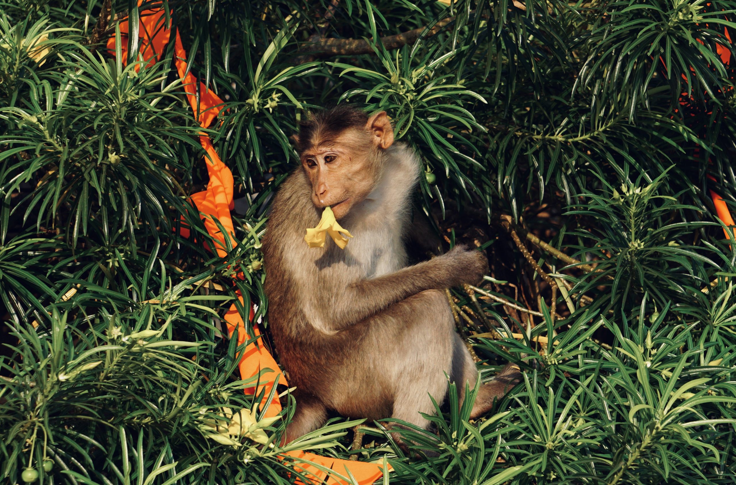 Monkey with flower in the garden