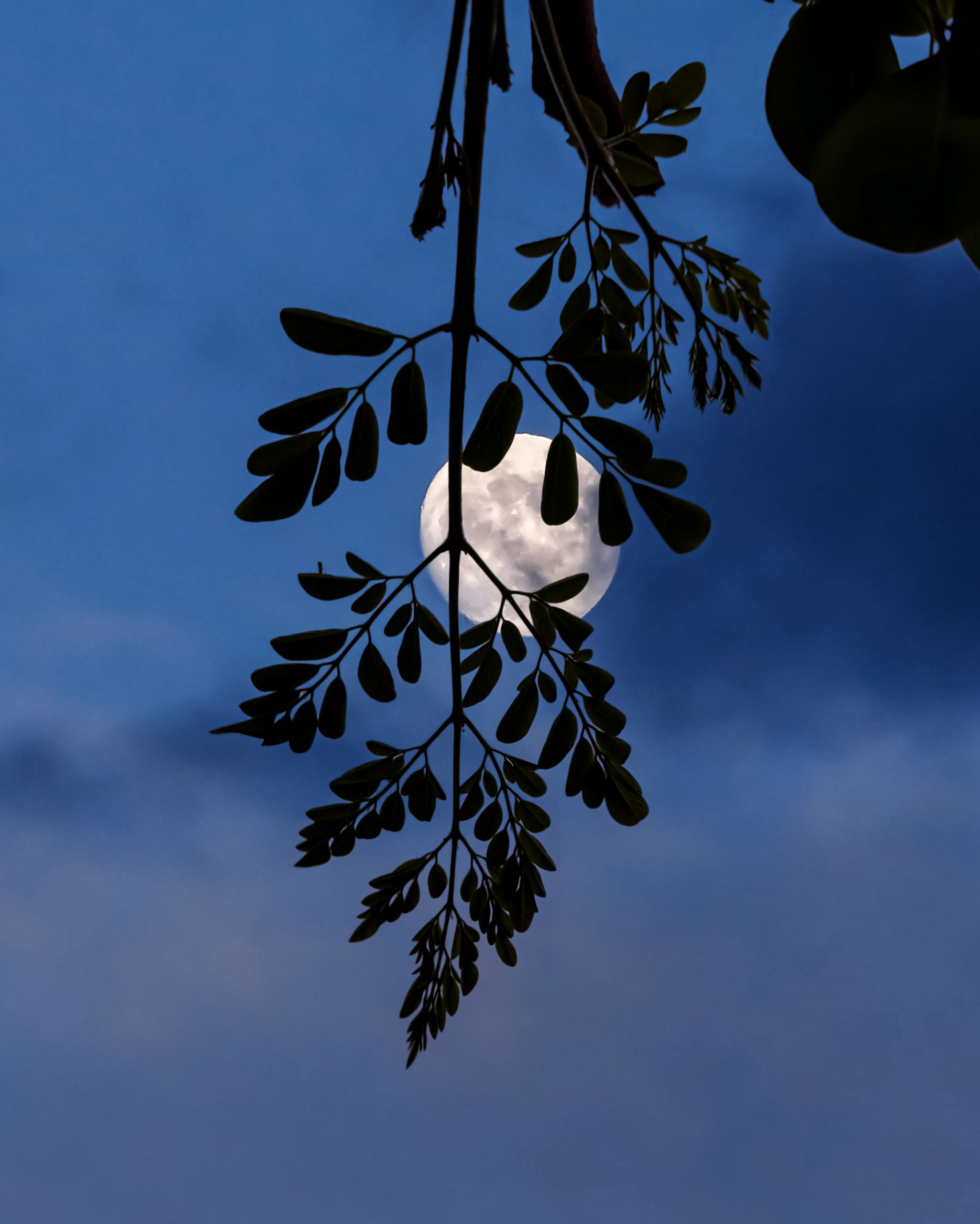 Moon behind a tree branch