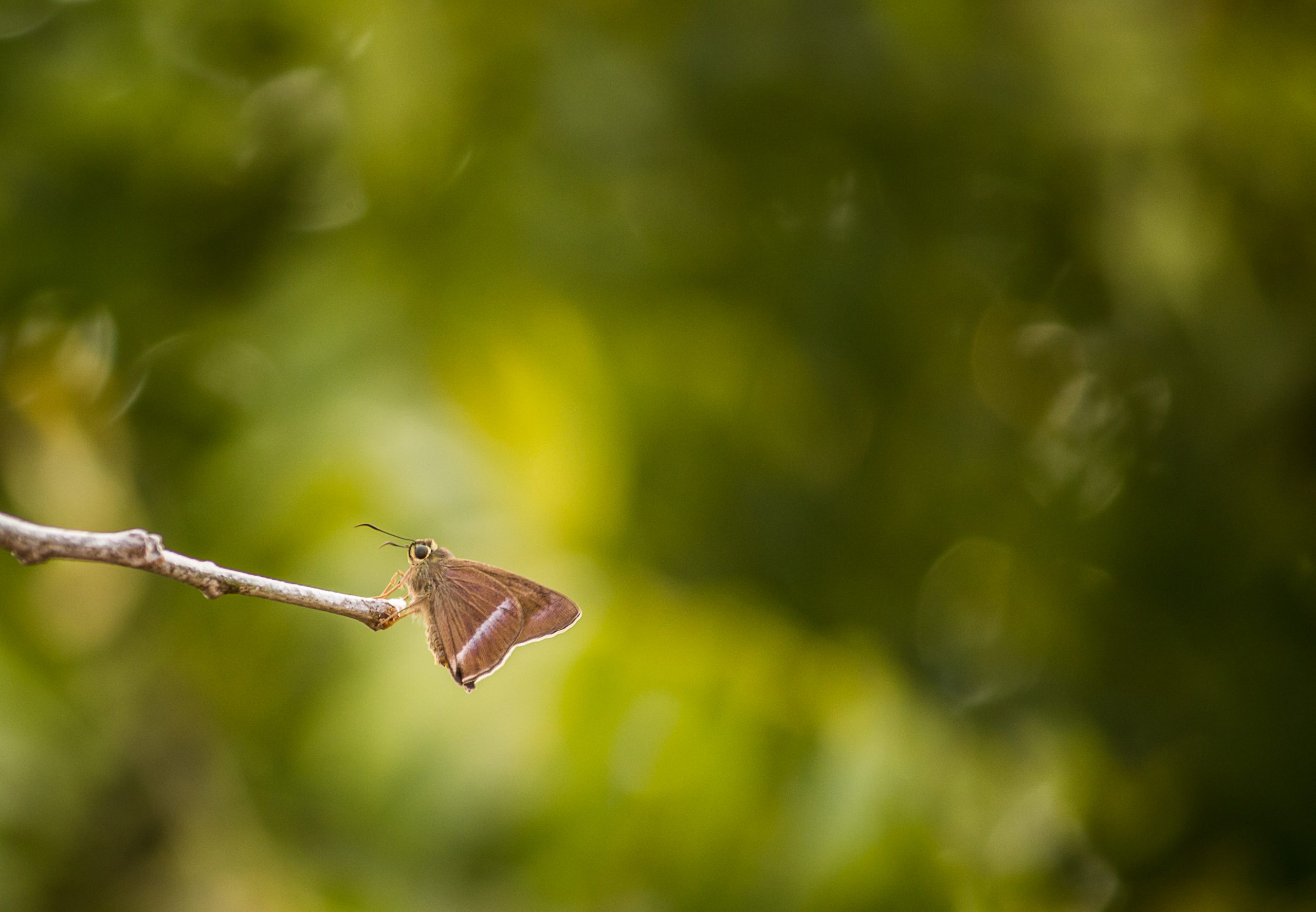 Moth on twig
