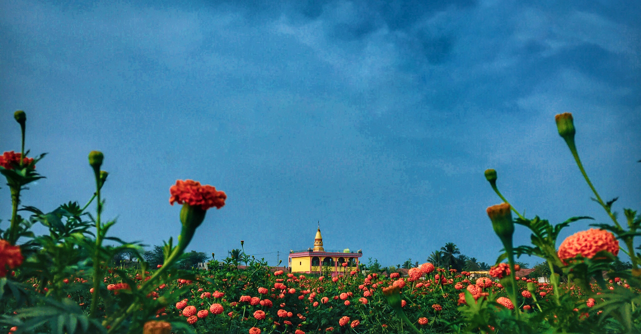 Temple and buds of flowers