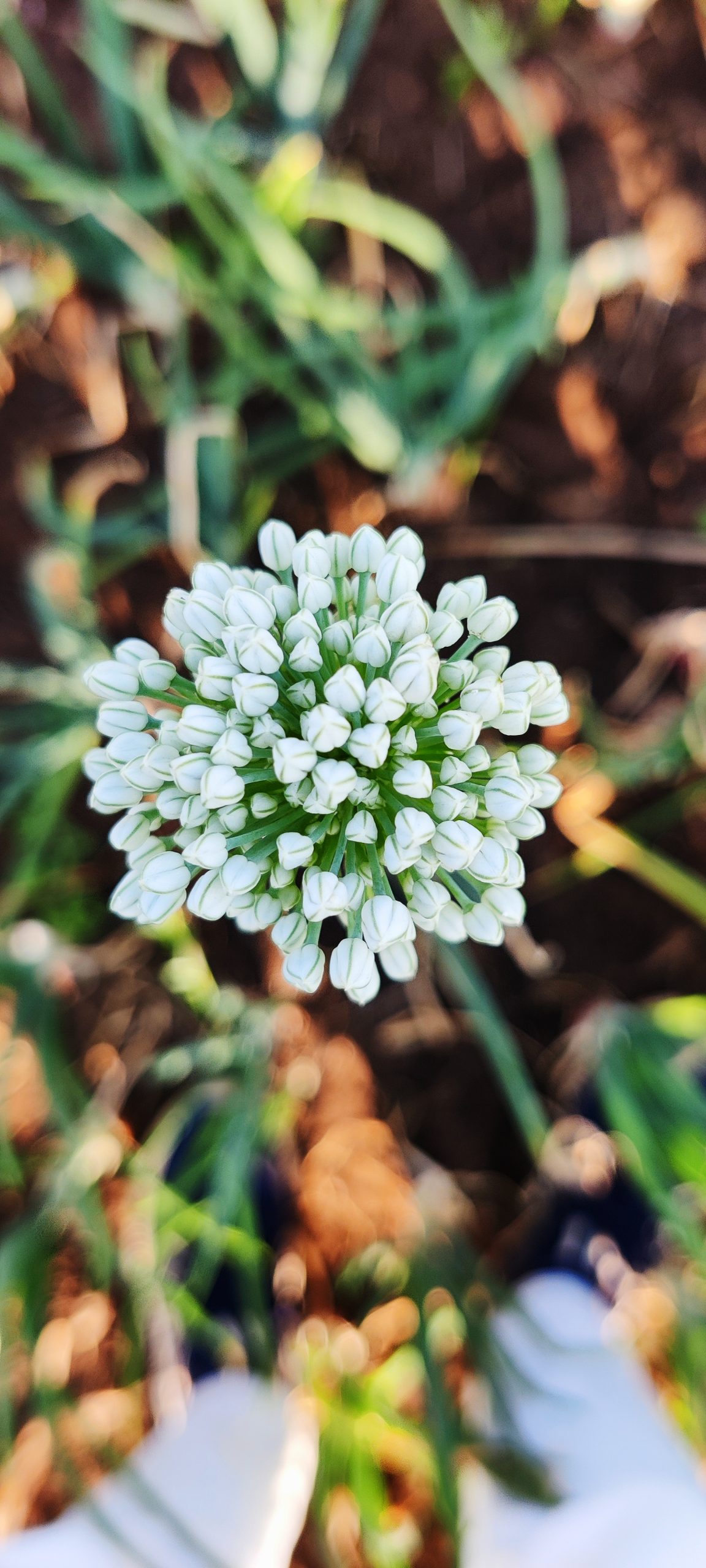 Flower of onion plant