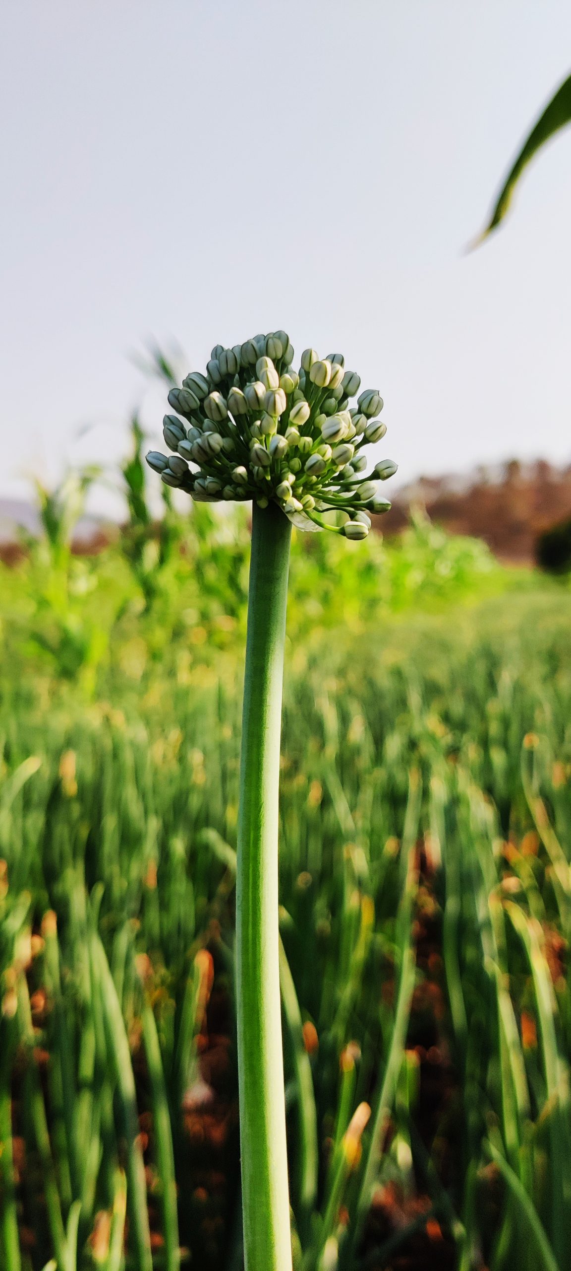 Onion plant flower