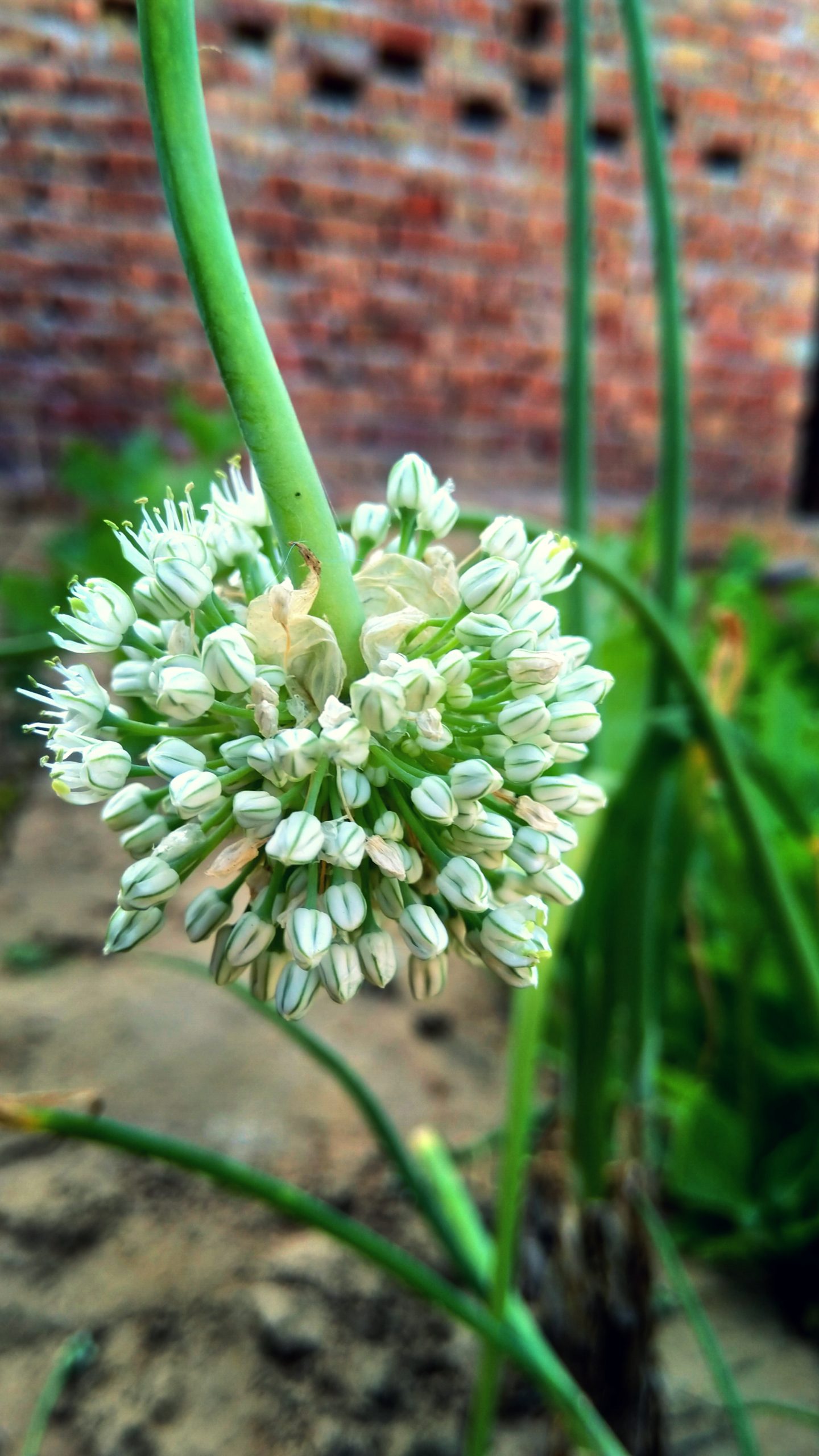 Onion plant flower