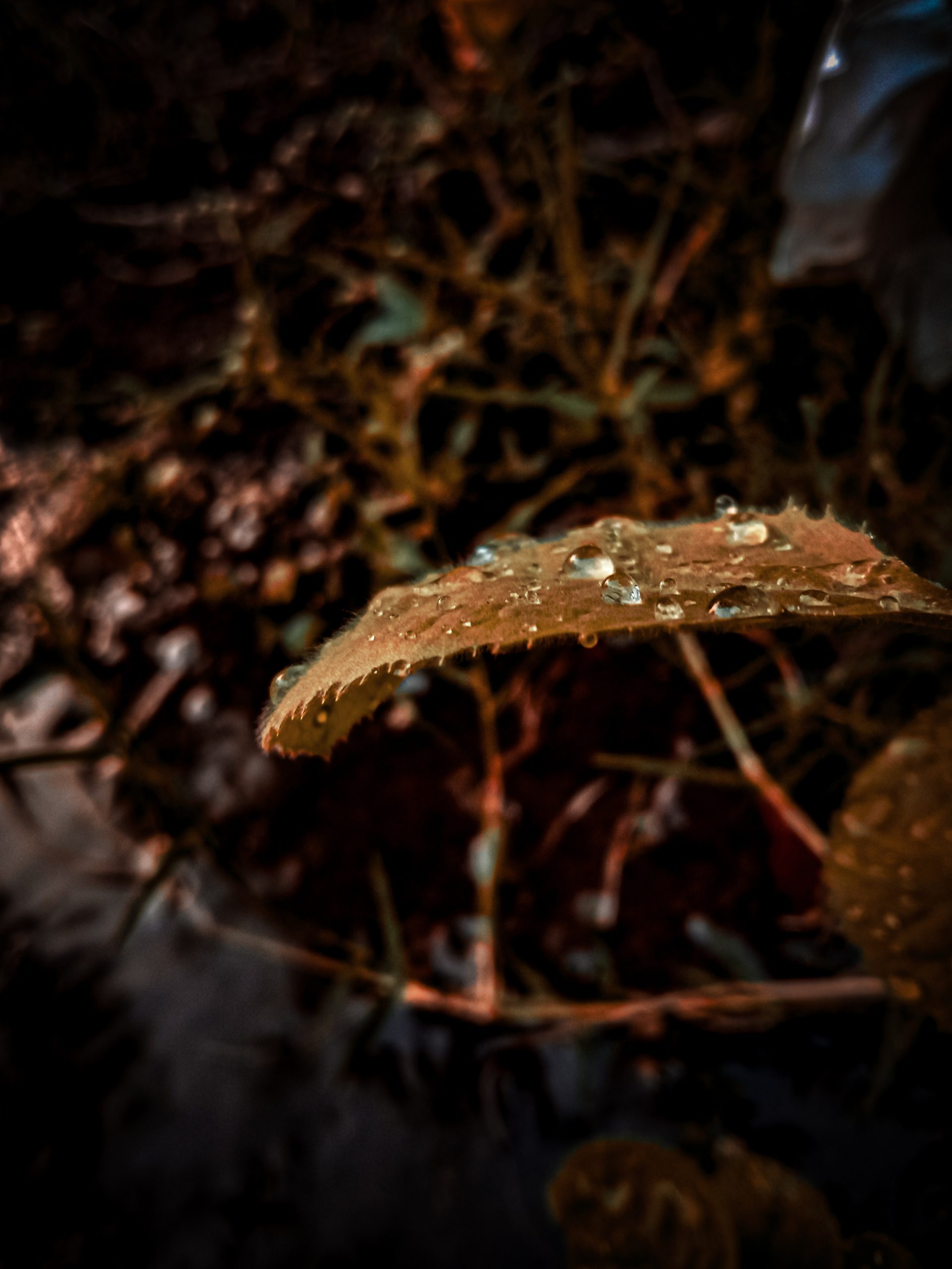 Dew drops on a leaf