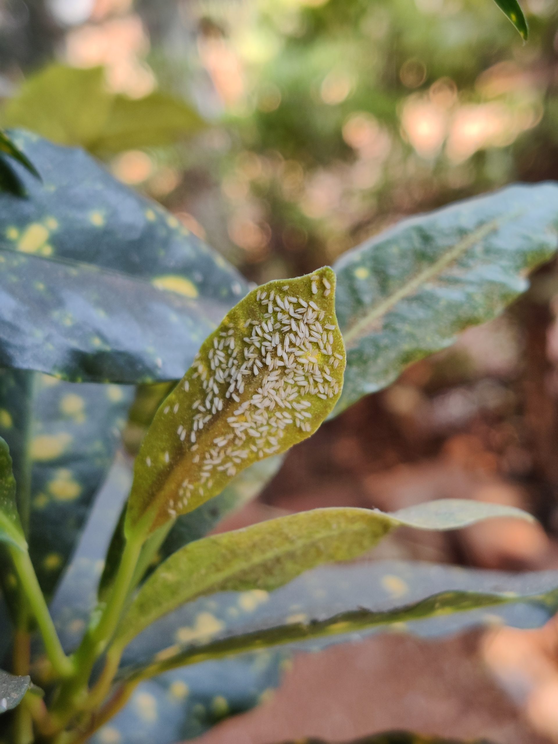 Pest colony on a leaf