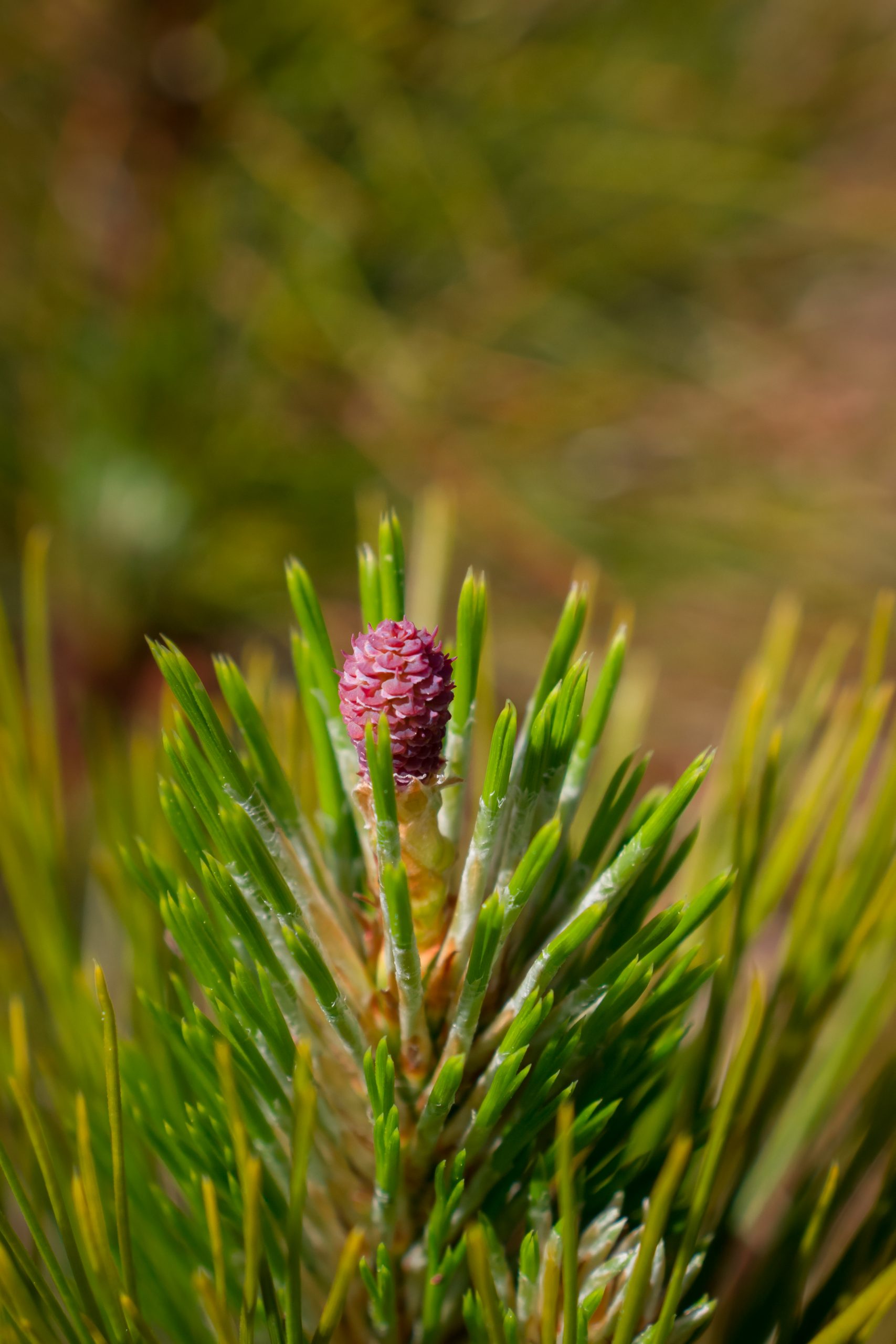 Pine cone on the plant