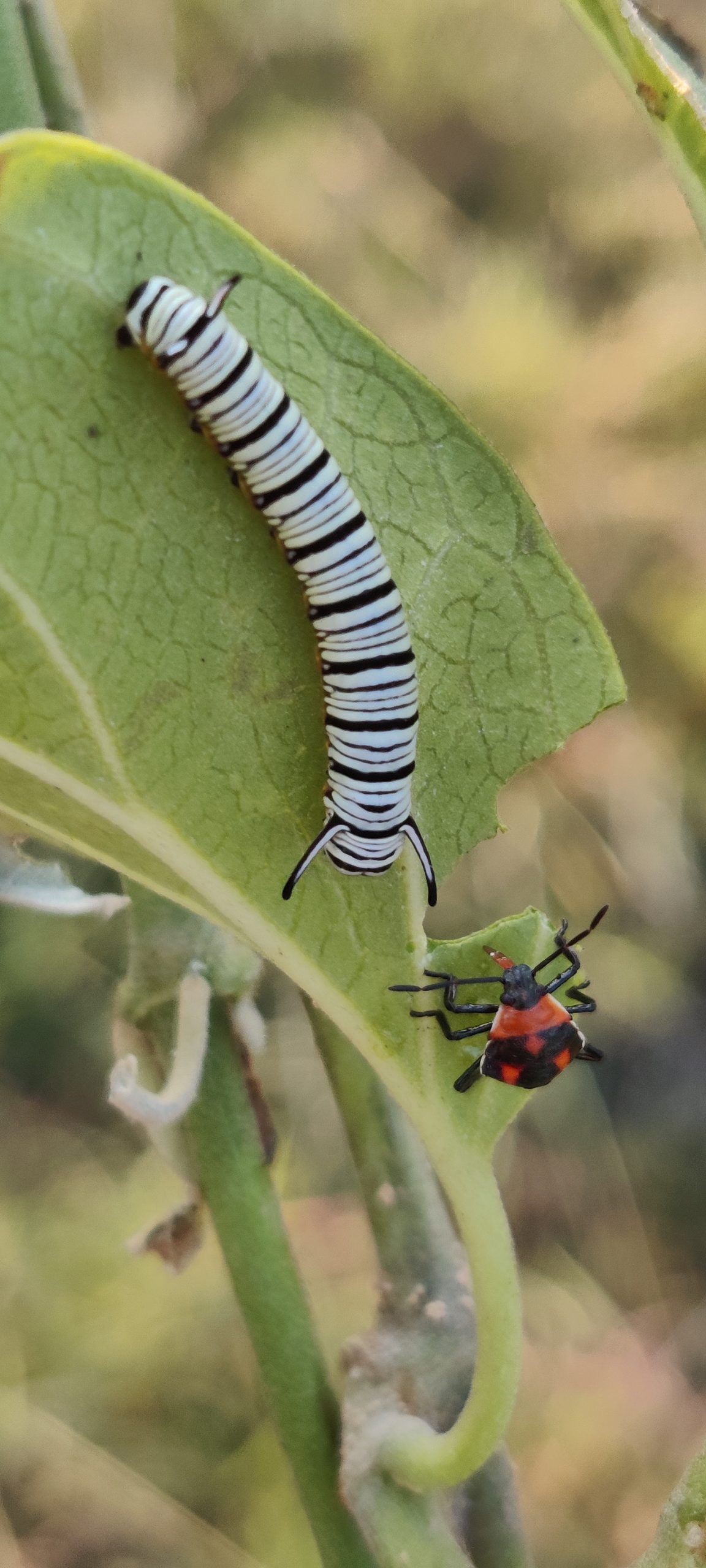 Plain tiger caterpillar