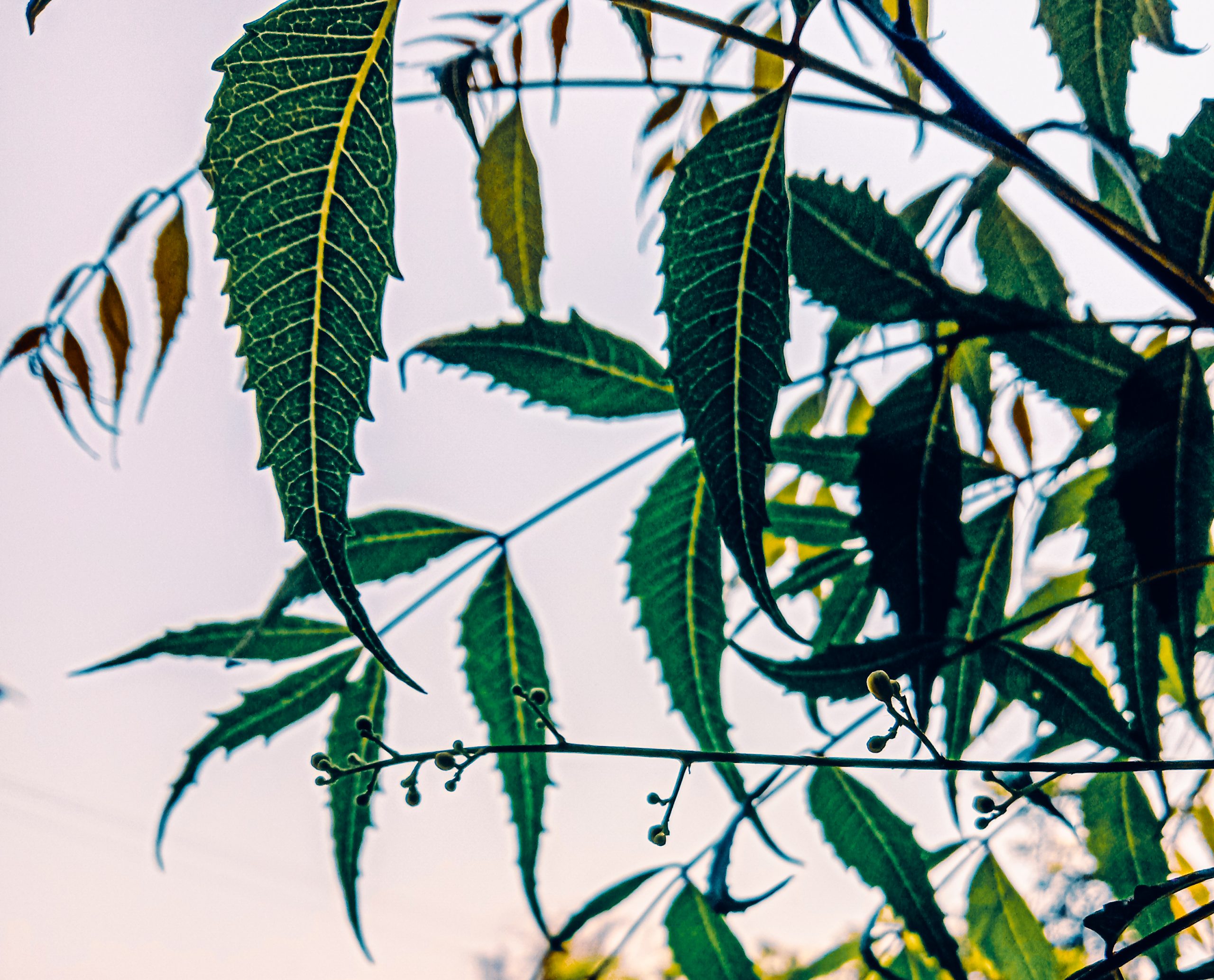 Plant leaf on the plant