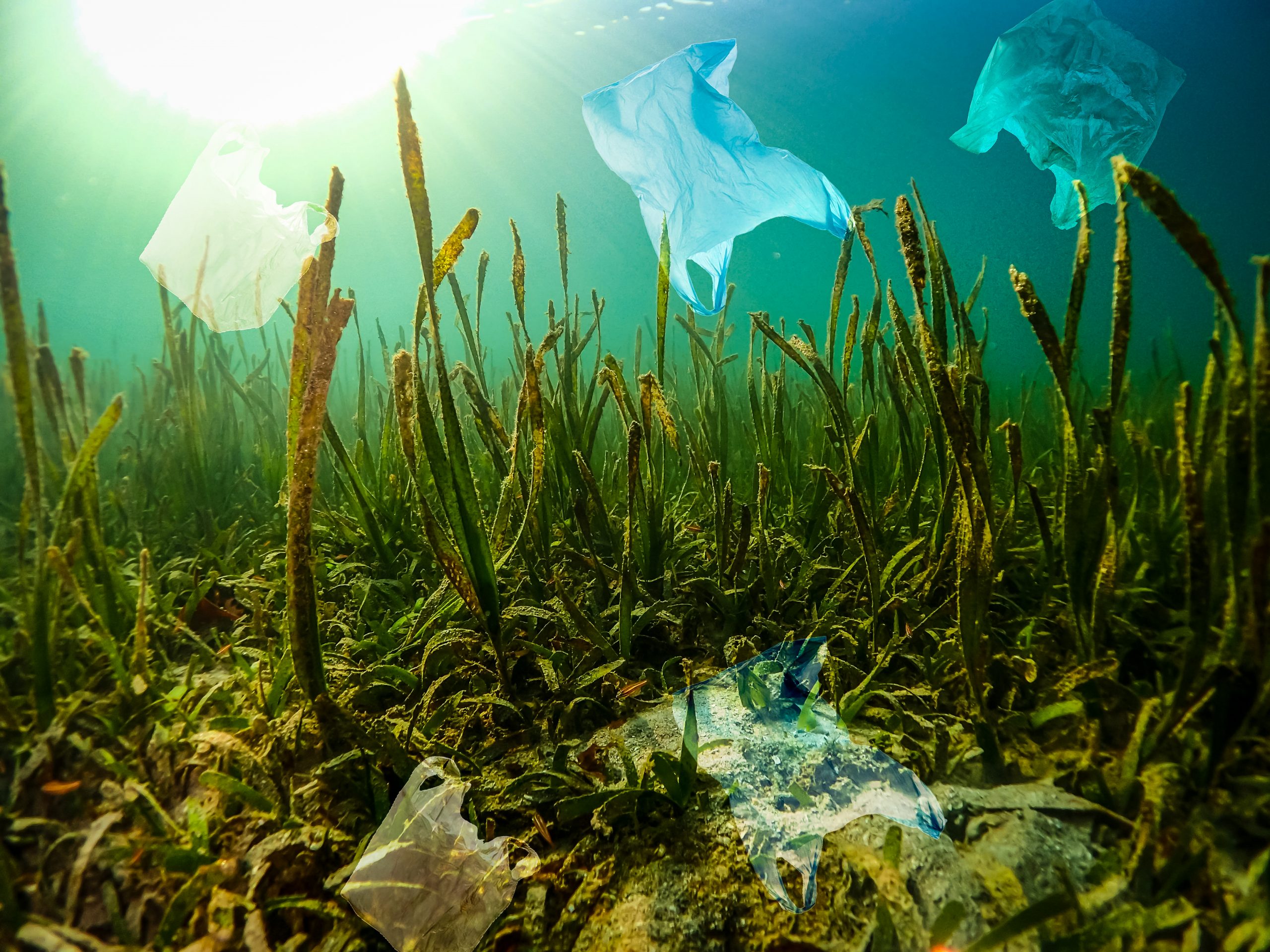 Plastic bags stuck on water plants