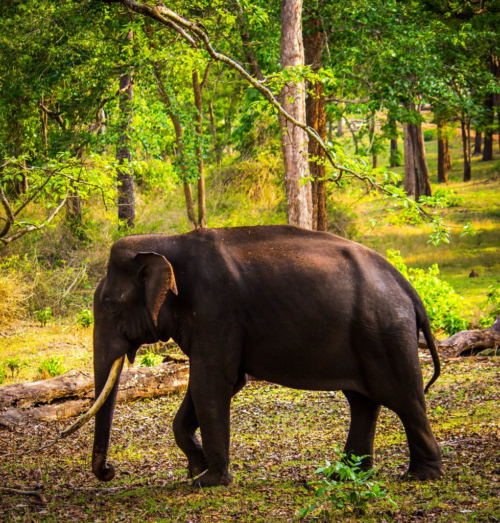 Portrait Of An Elephant Pixahive