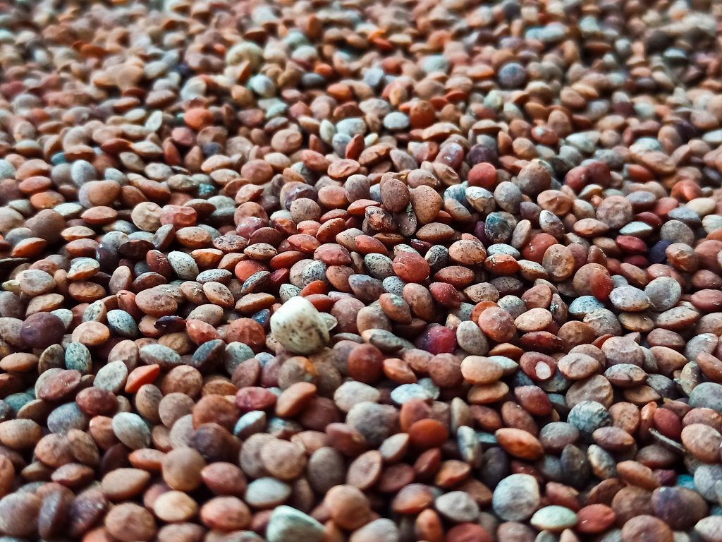 Pulse grains PixaHive