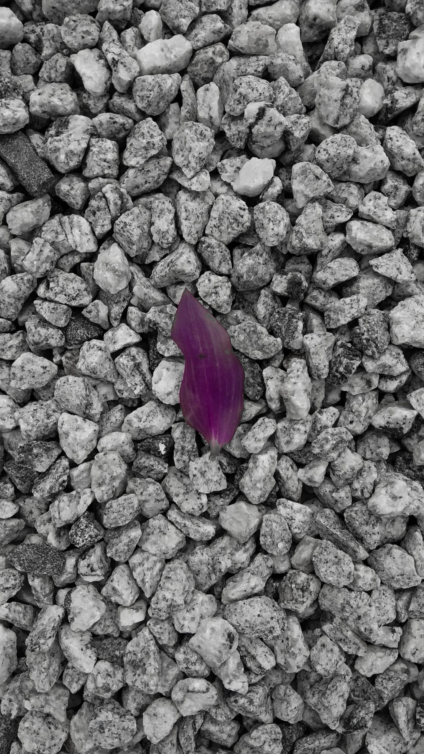 Purple leaf placed on the stones