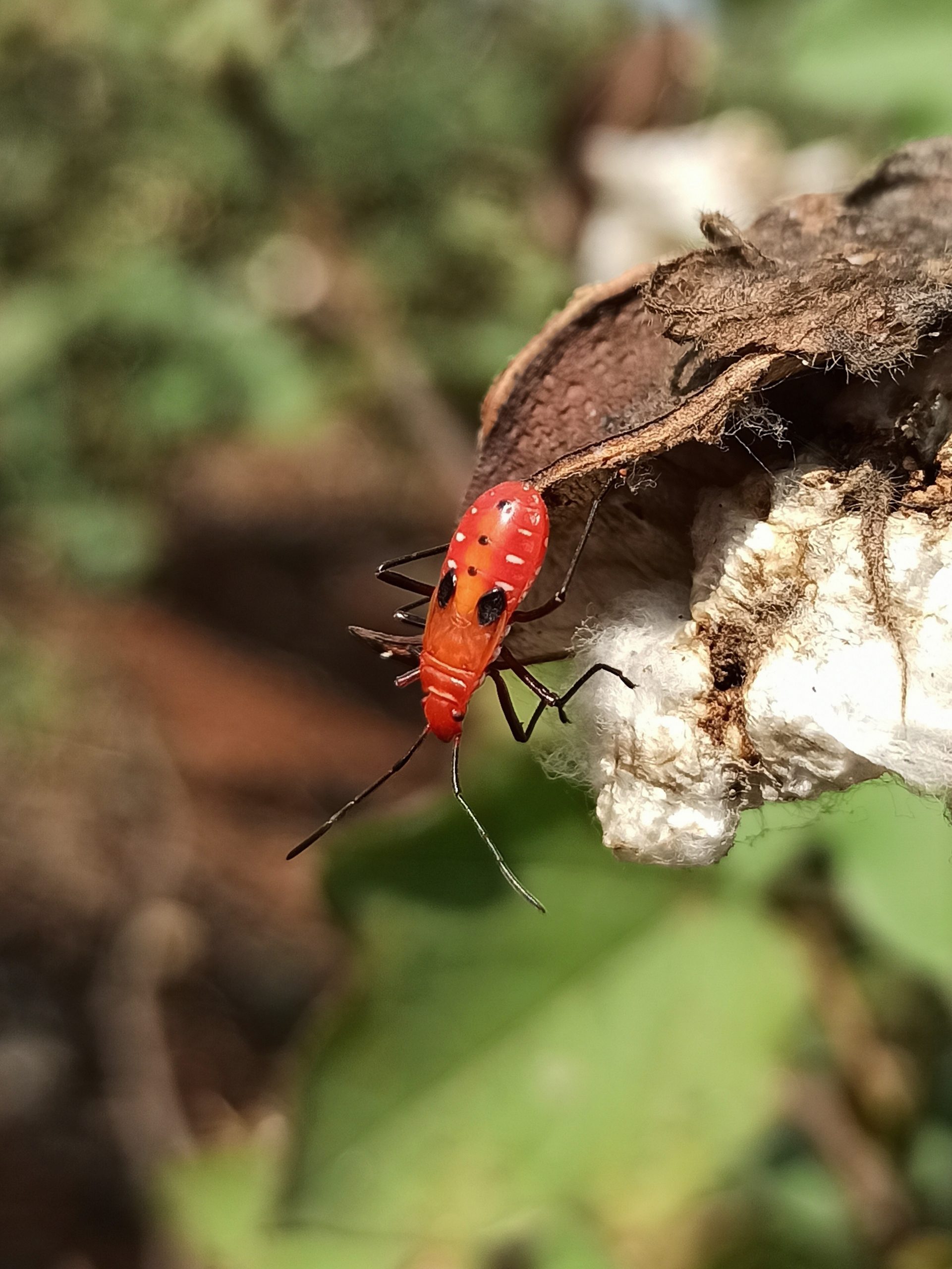 Red bug on cotton flower
