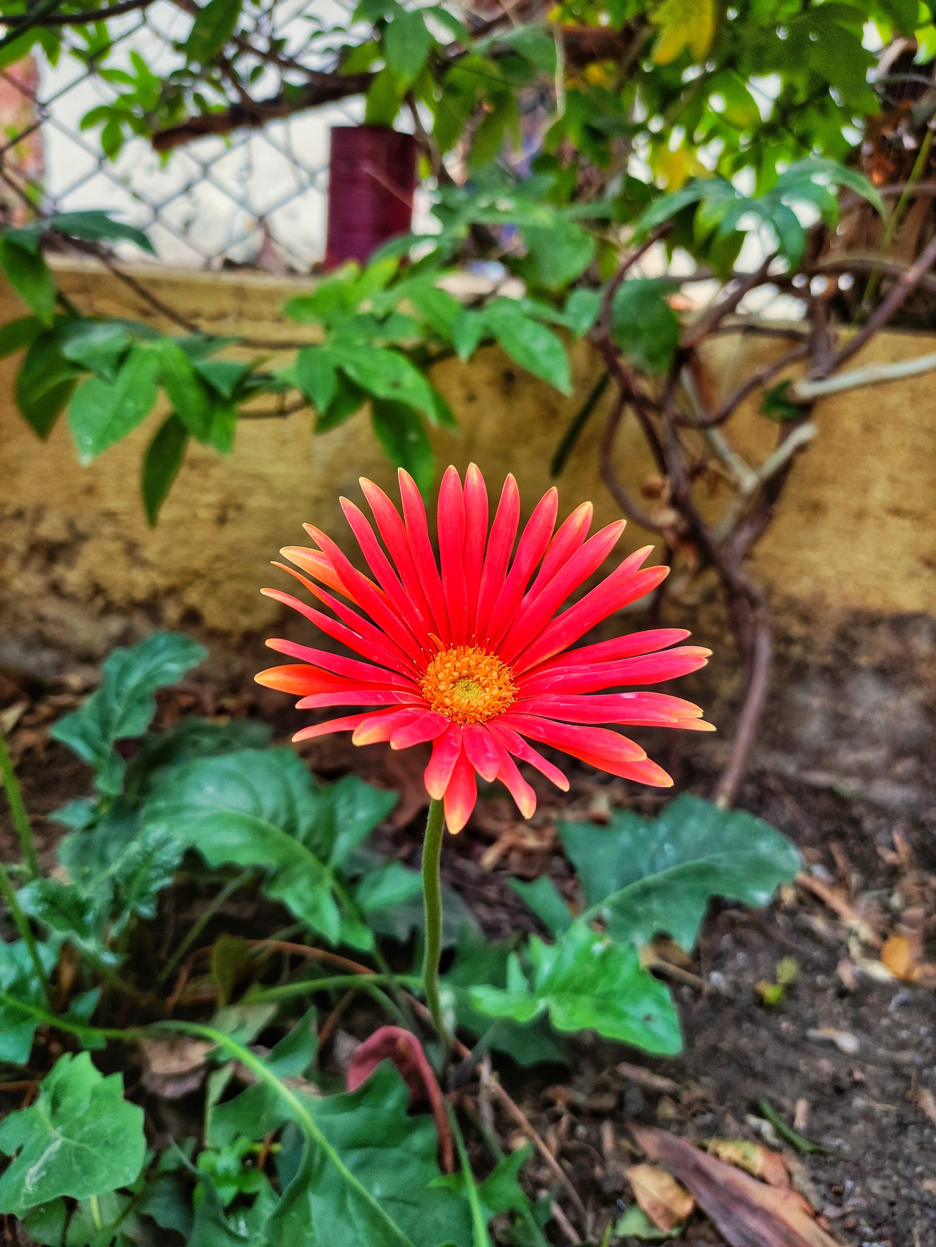Red flower on plant