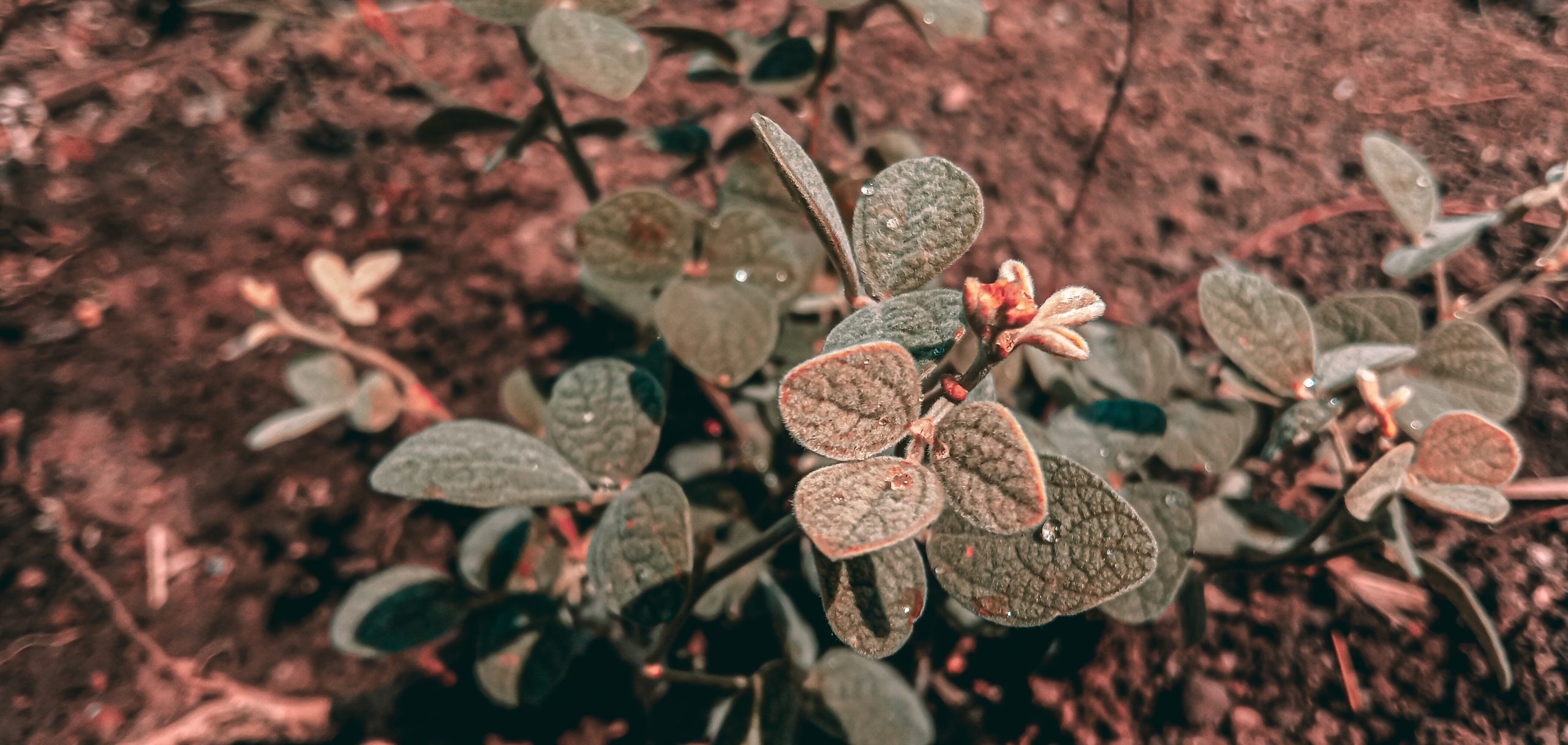 Red velvet tone leaf plant