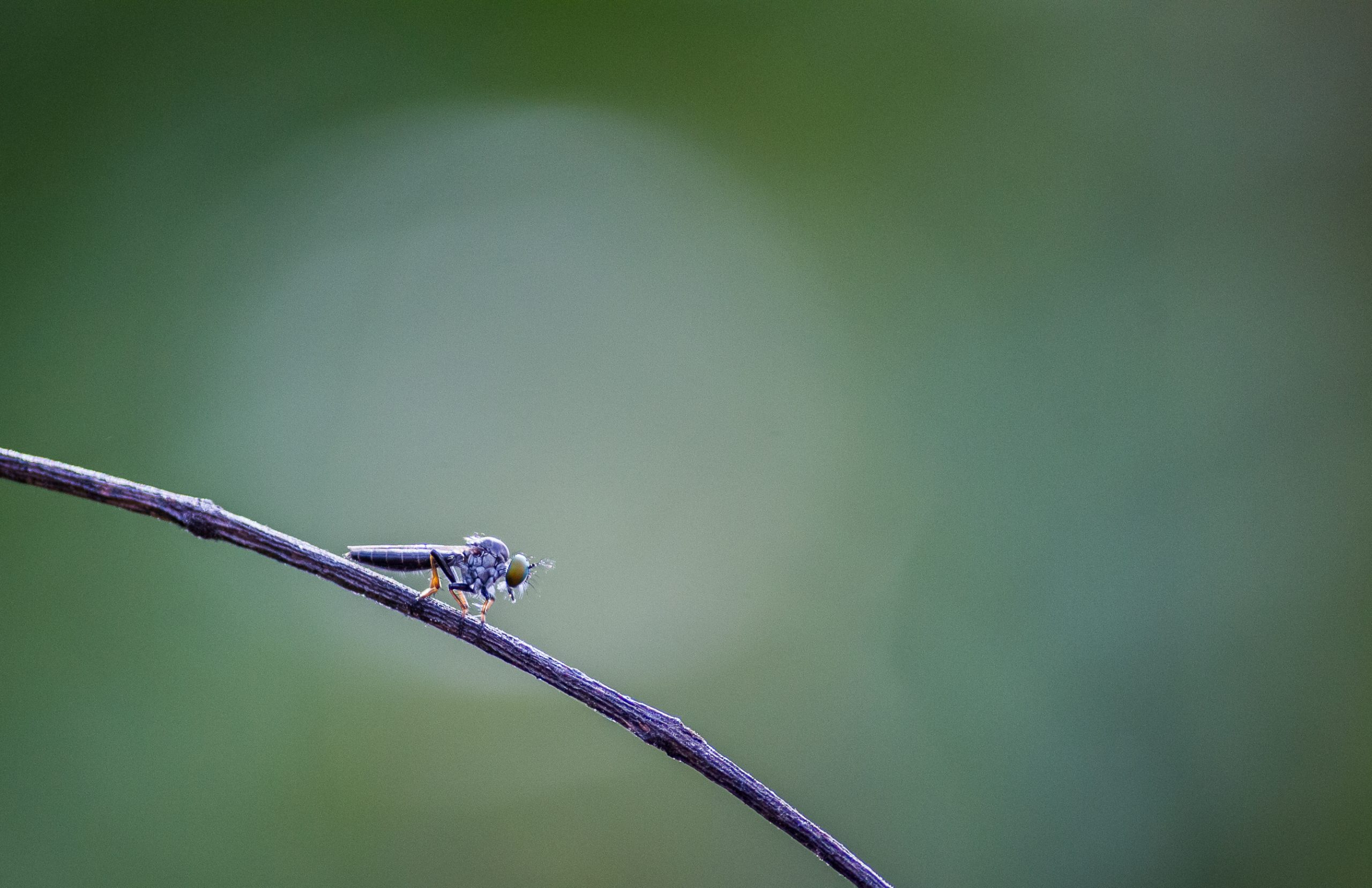 Insect on twig