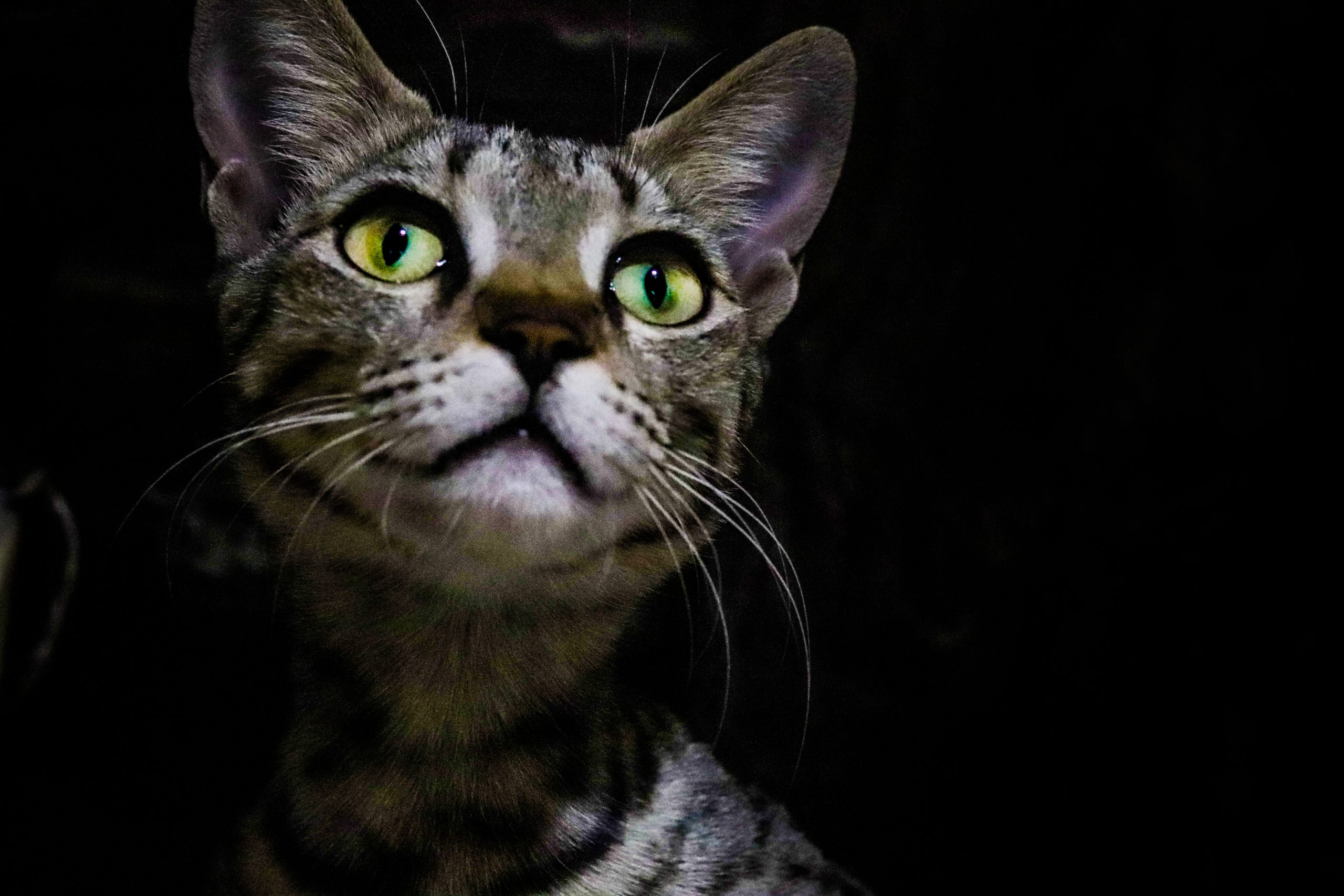 Cat in the dark