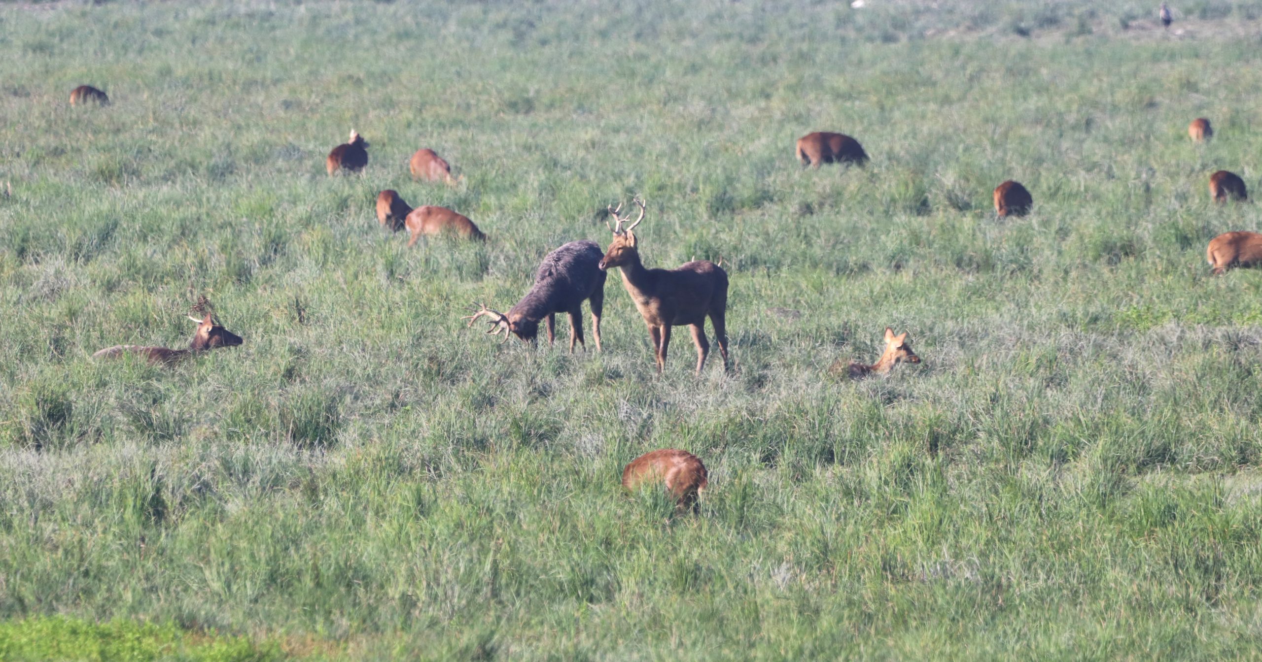A herd of grazing sambar deer