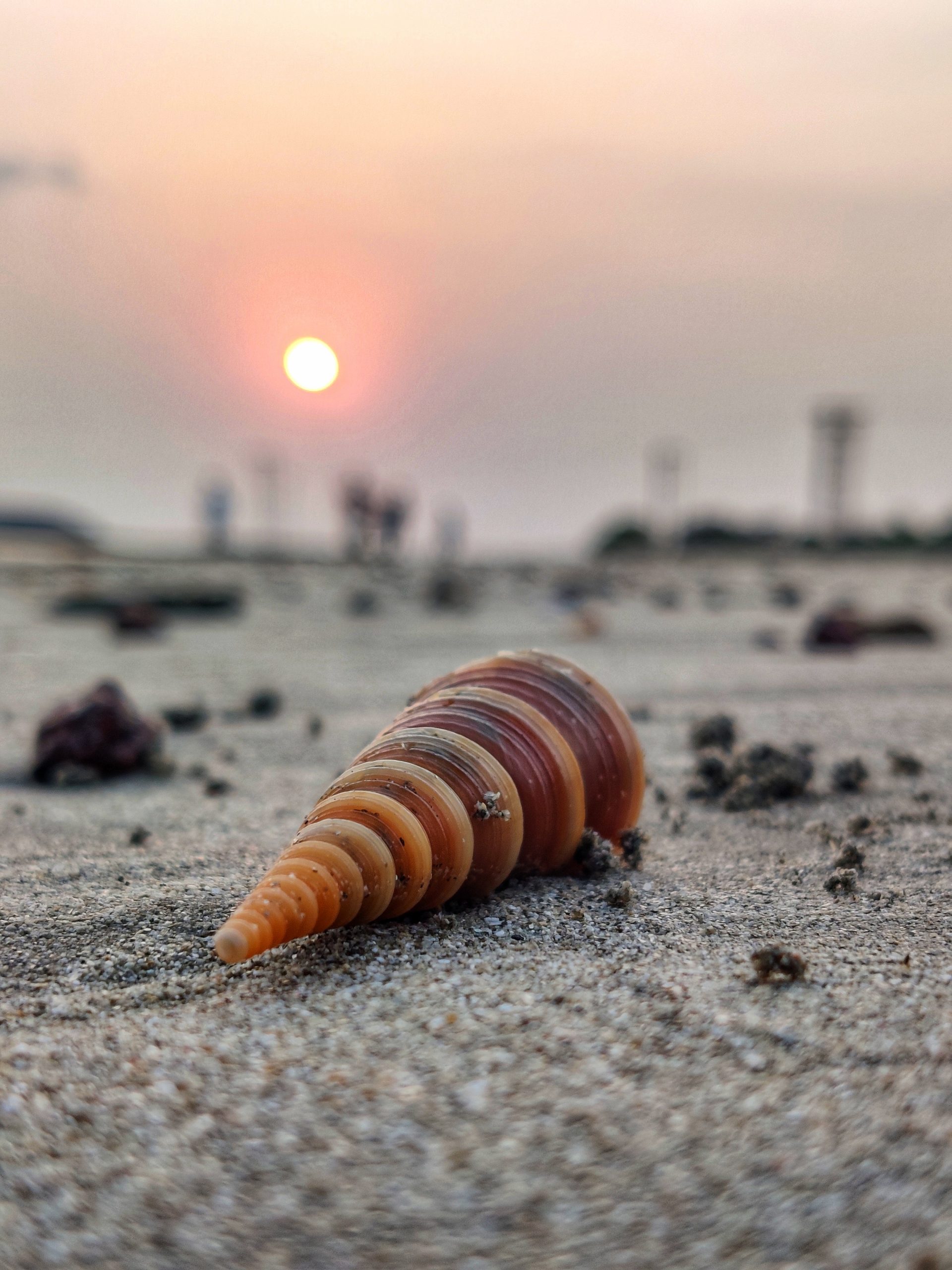 Sea shell in sunlight