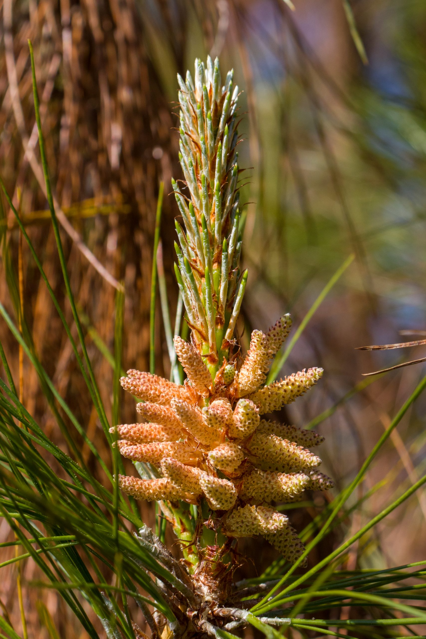 Shredded pine cone