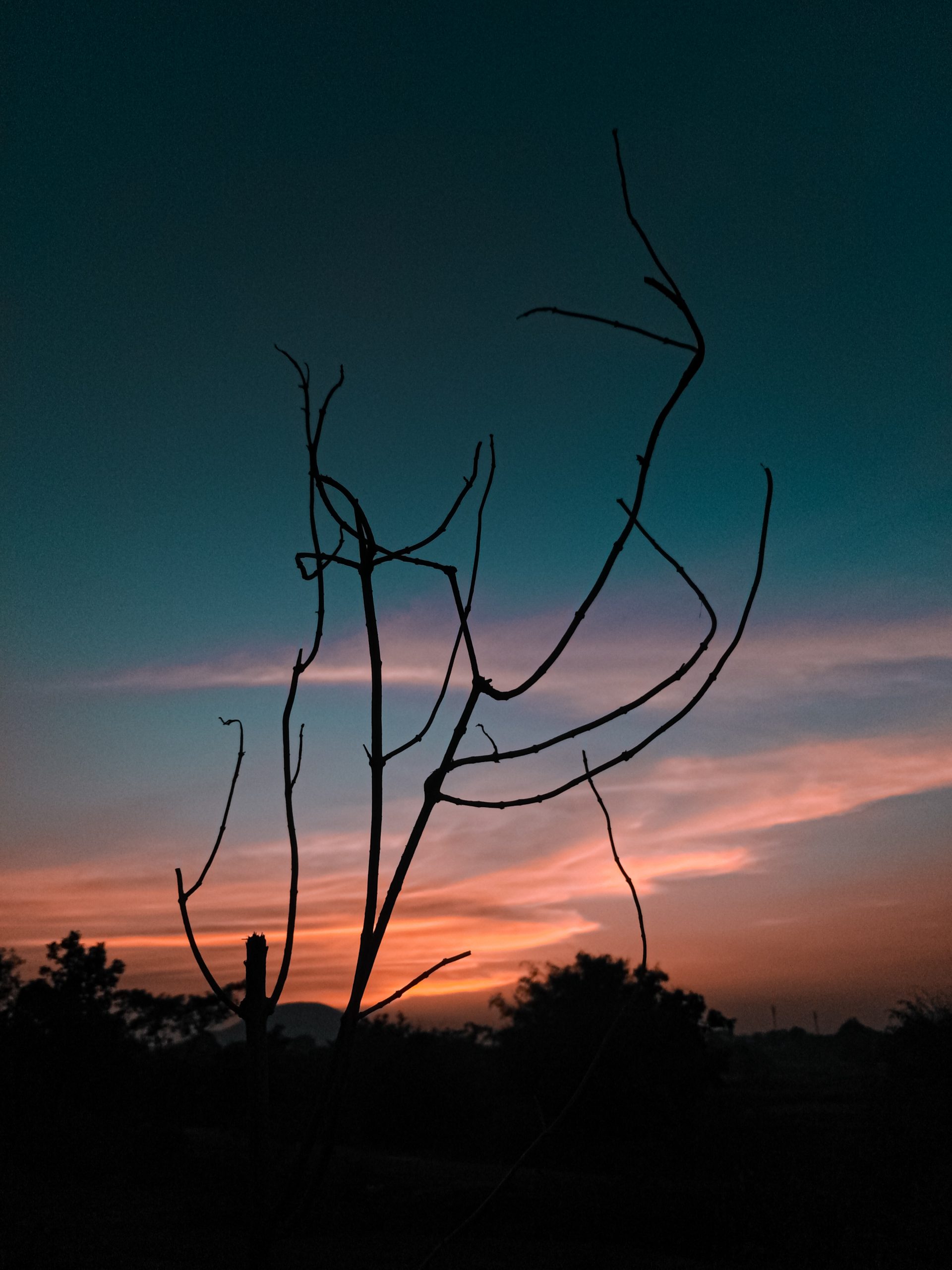Silhouette of plant