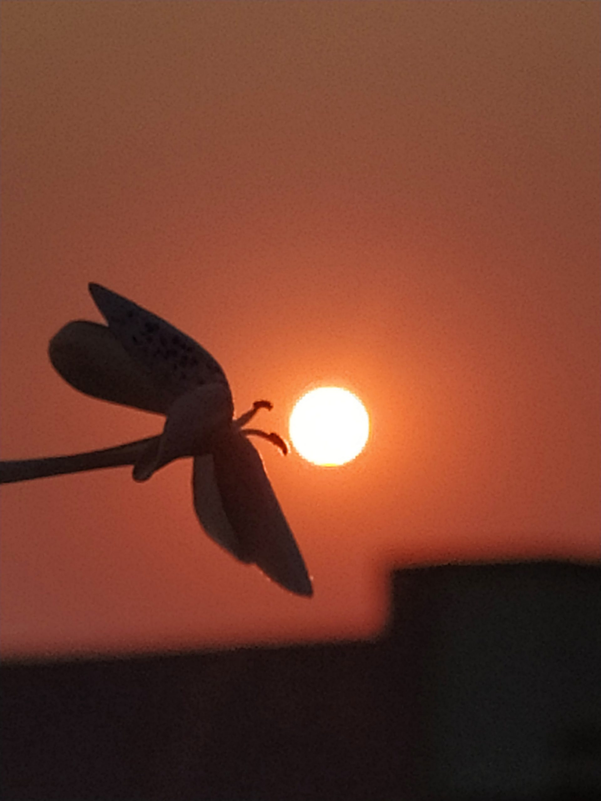 Silhouette view of flower