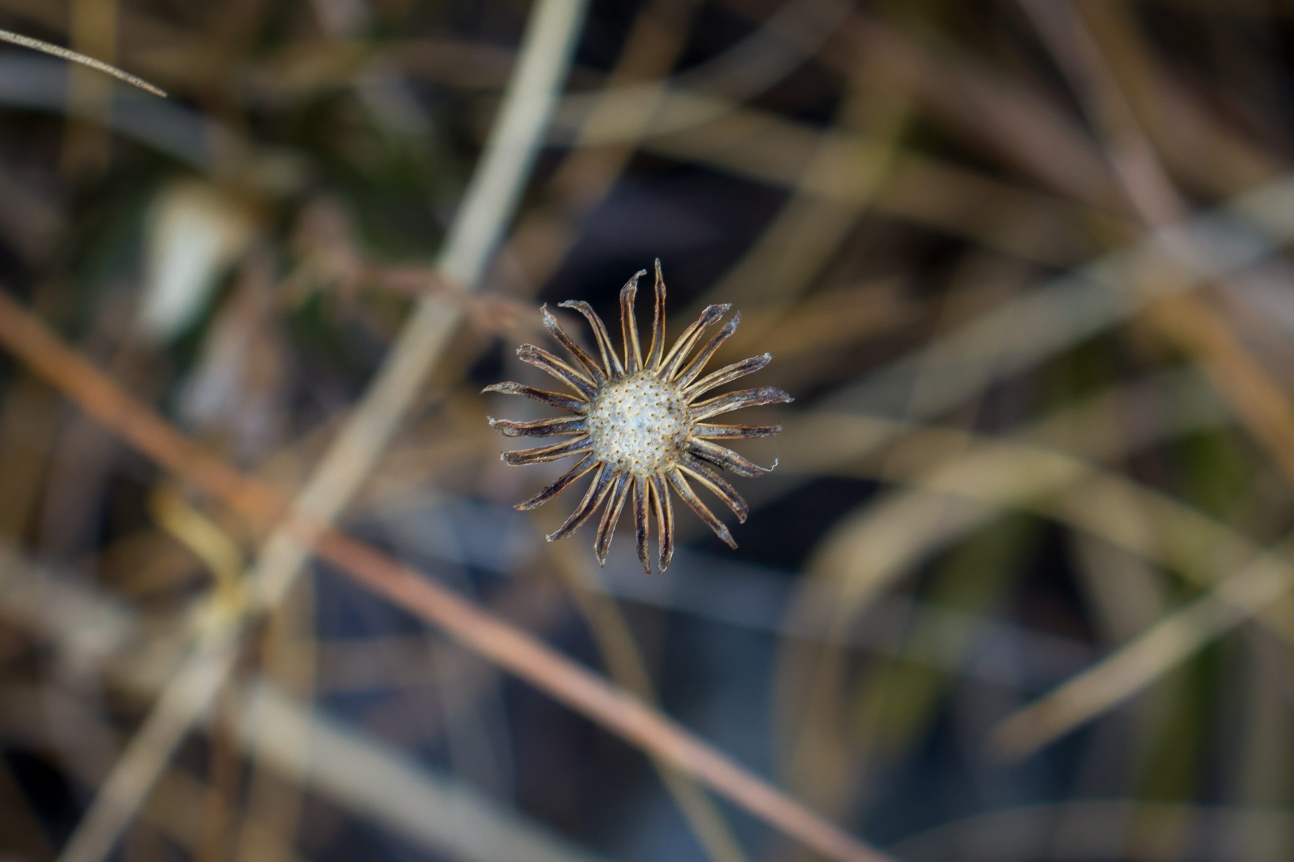 A dry flower