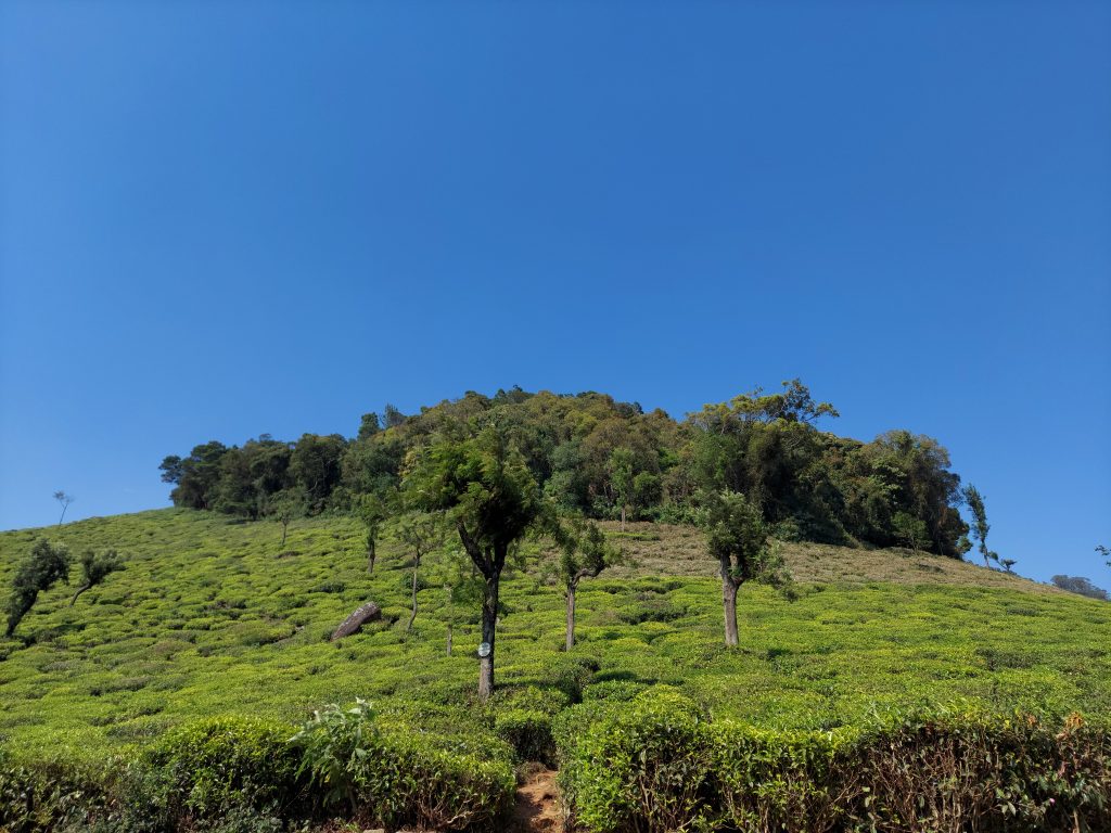 Small mountain tea estate near karanchi hill region PixaHive