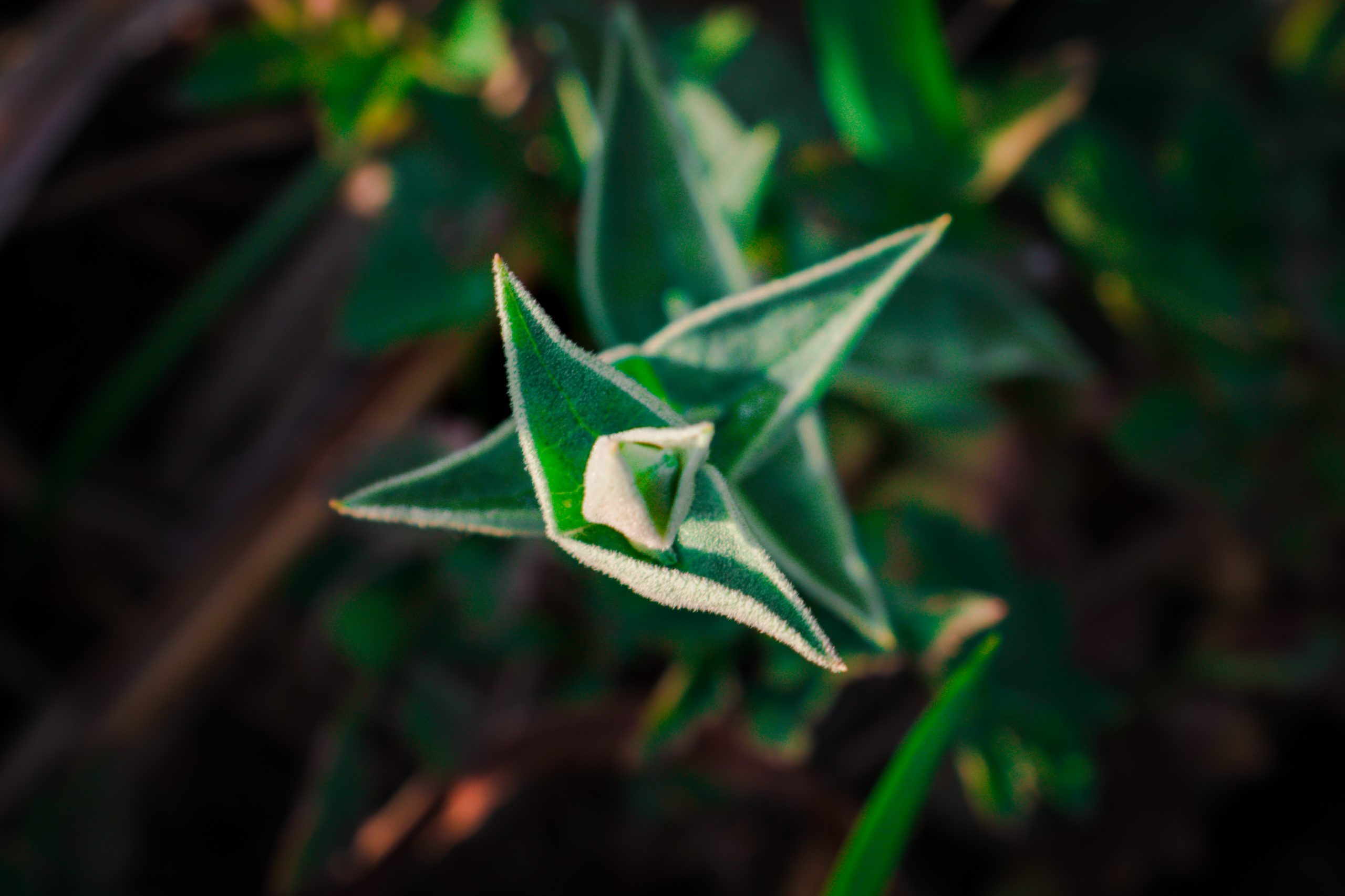 Spiky leaf