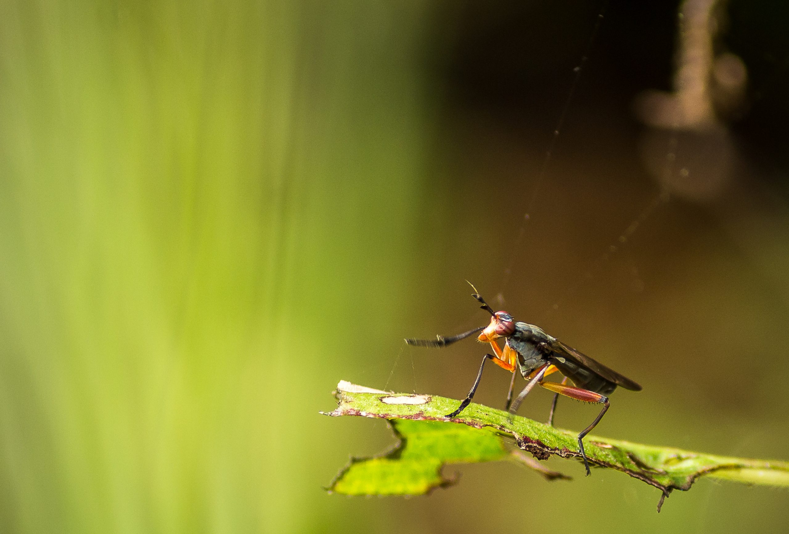 Bug on the plant leaf