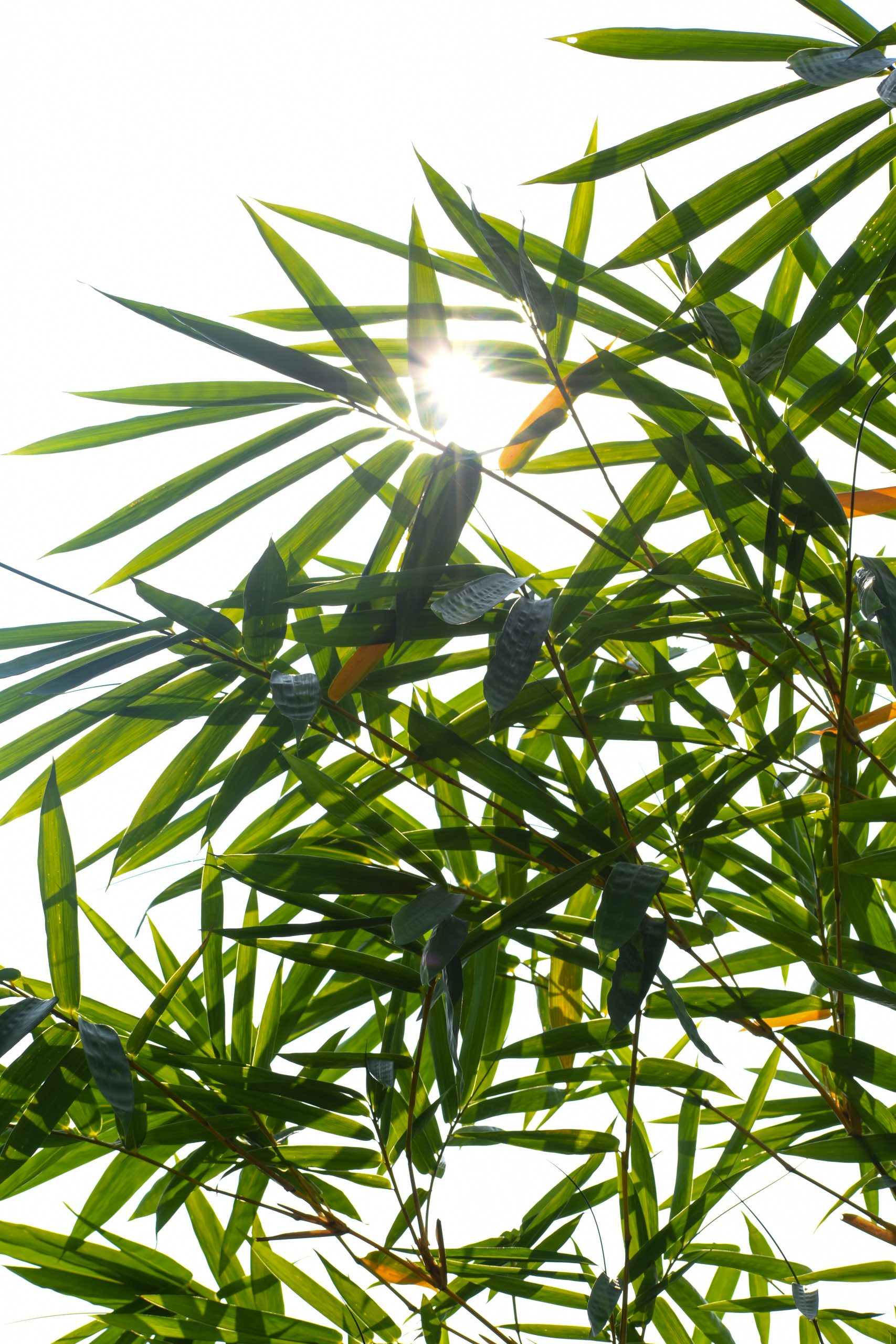 Sun peeping through plant leaves